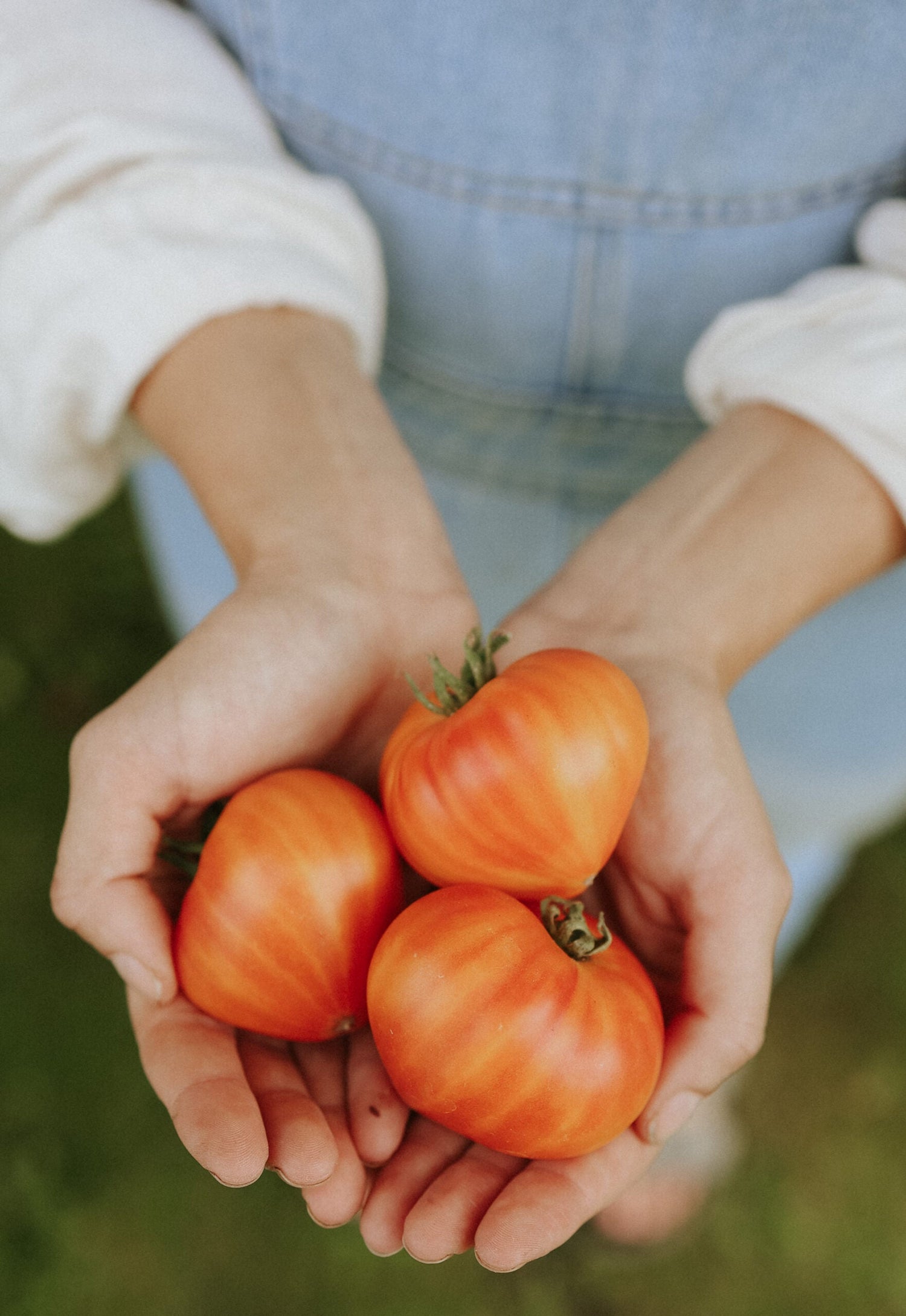 Tomat - Gourman Sun F1