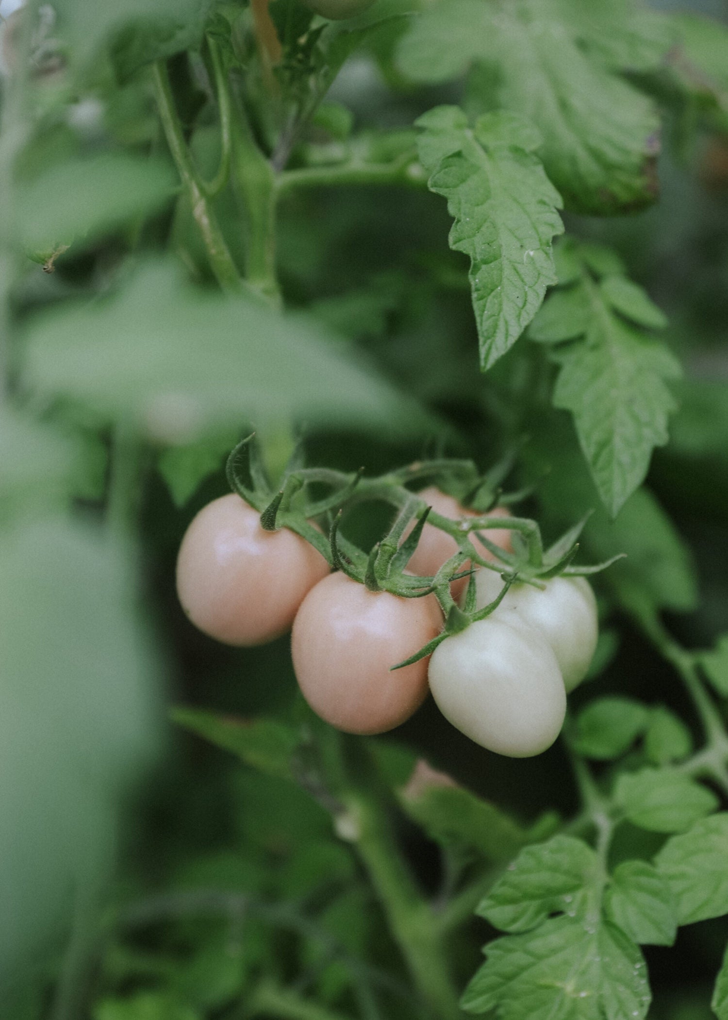 Tomat - Pink Thai Egg