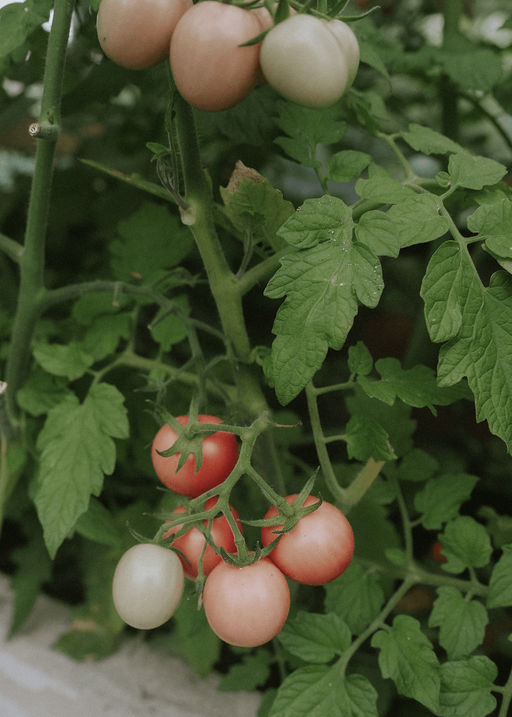 Tomat - Pink Thai Egg