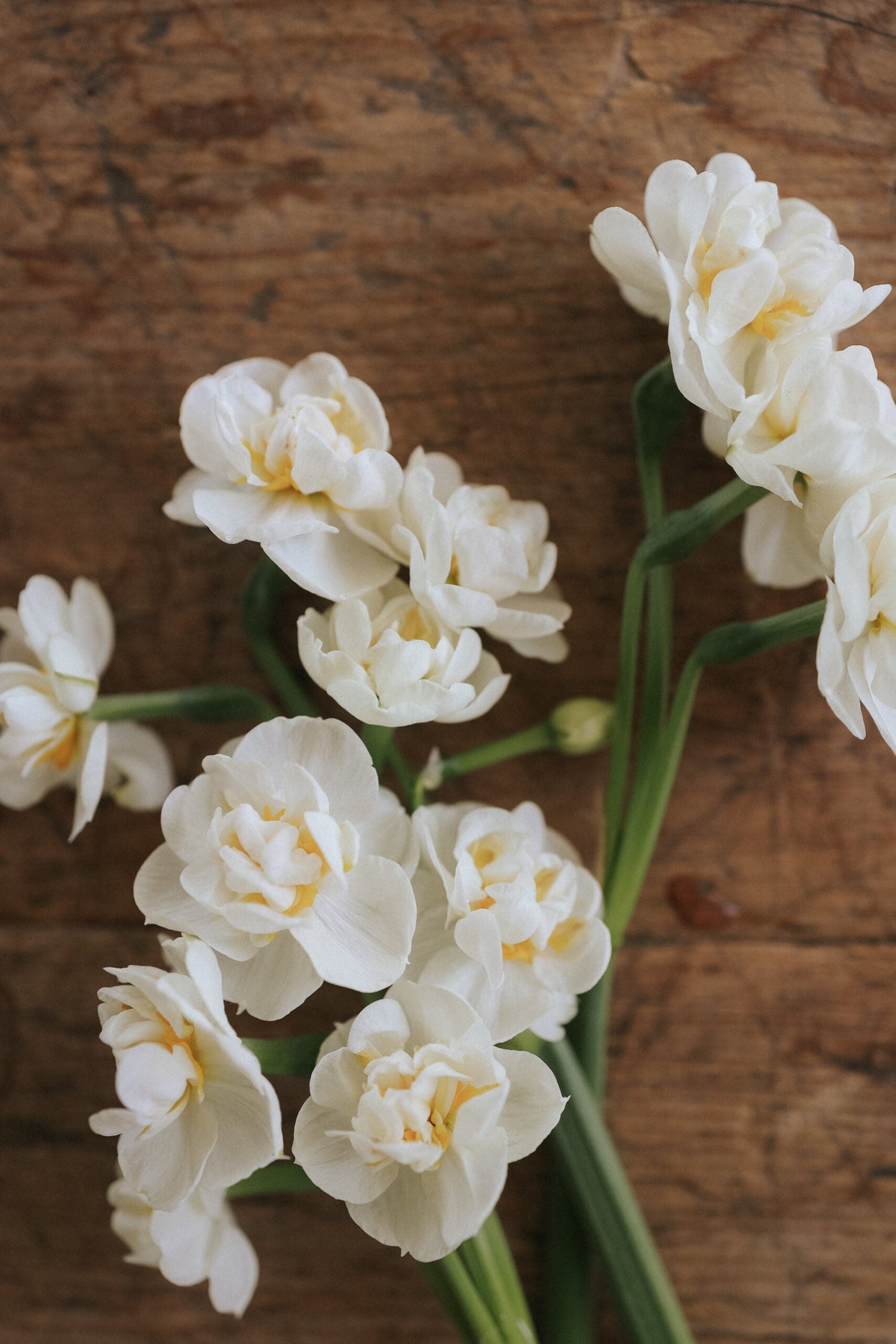 Narcissus - Tender Beauty