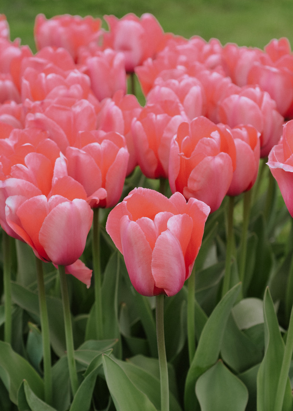 Tulipe - Design Impression BIO