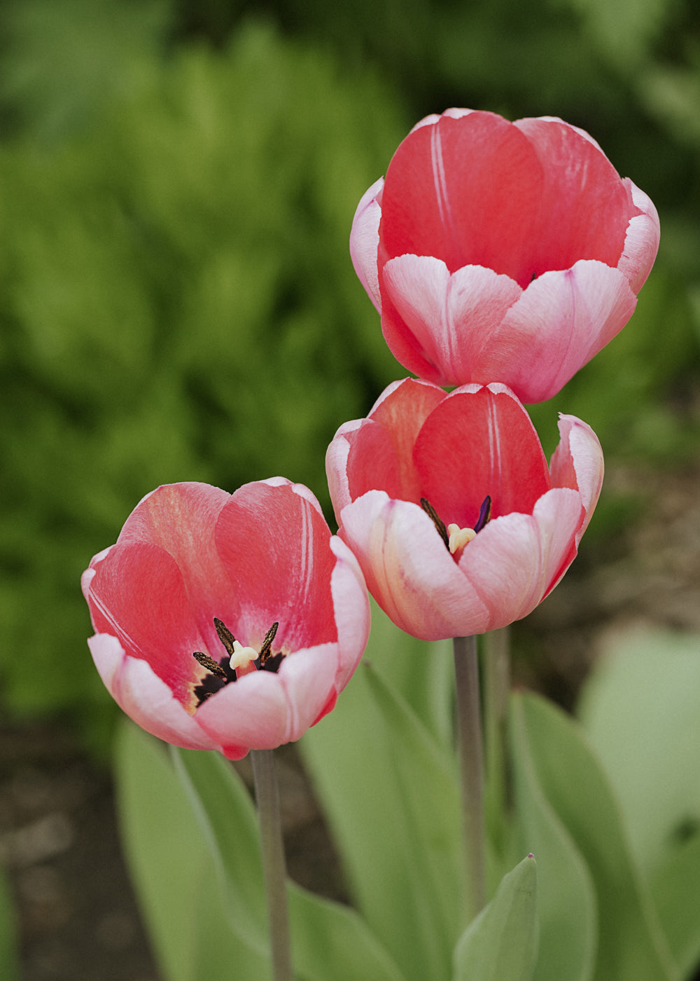 Tulip - Design Impression BIO