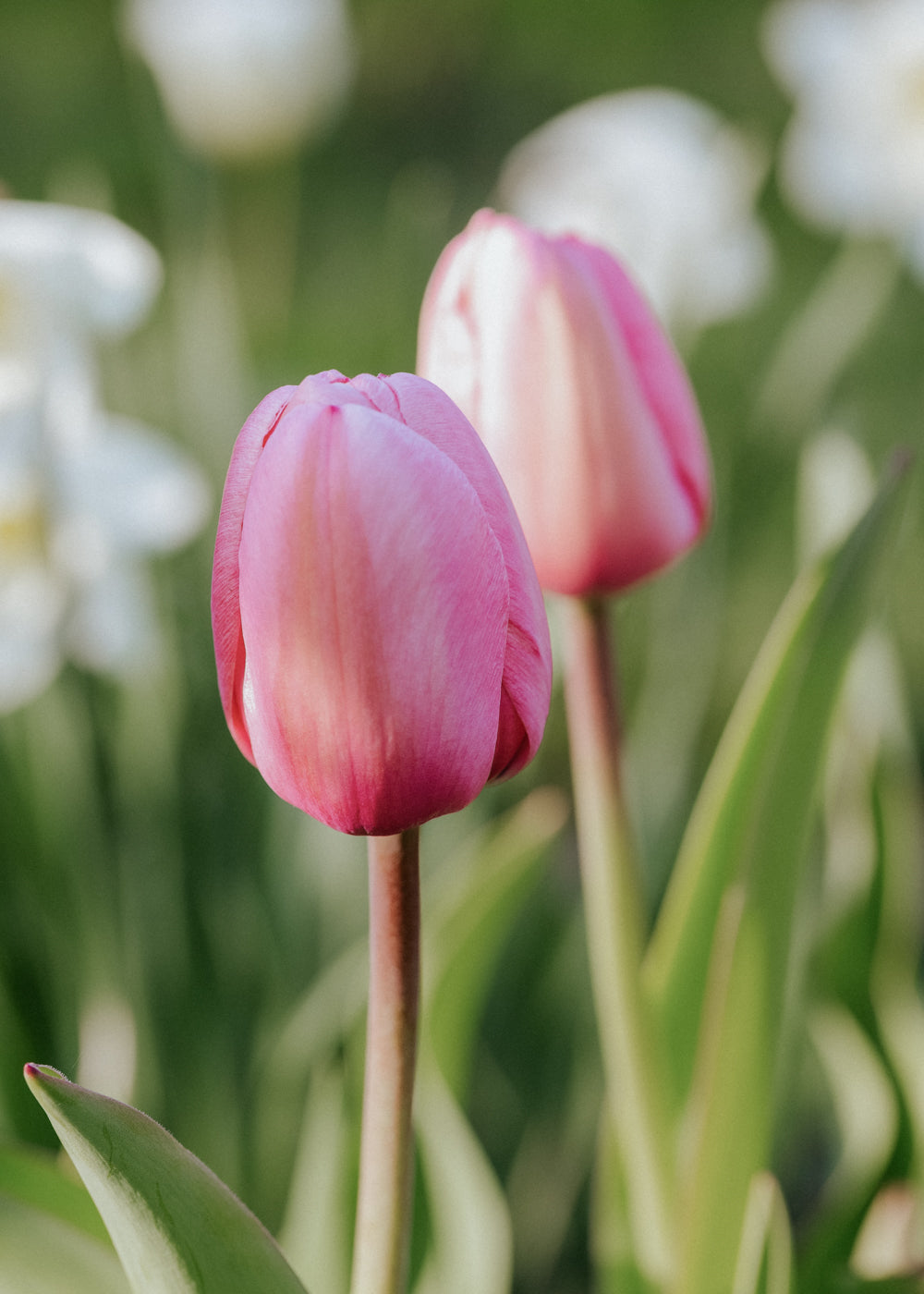 Tulip - Design Impression BIO