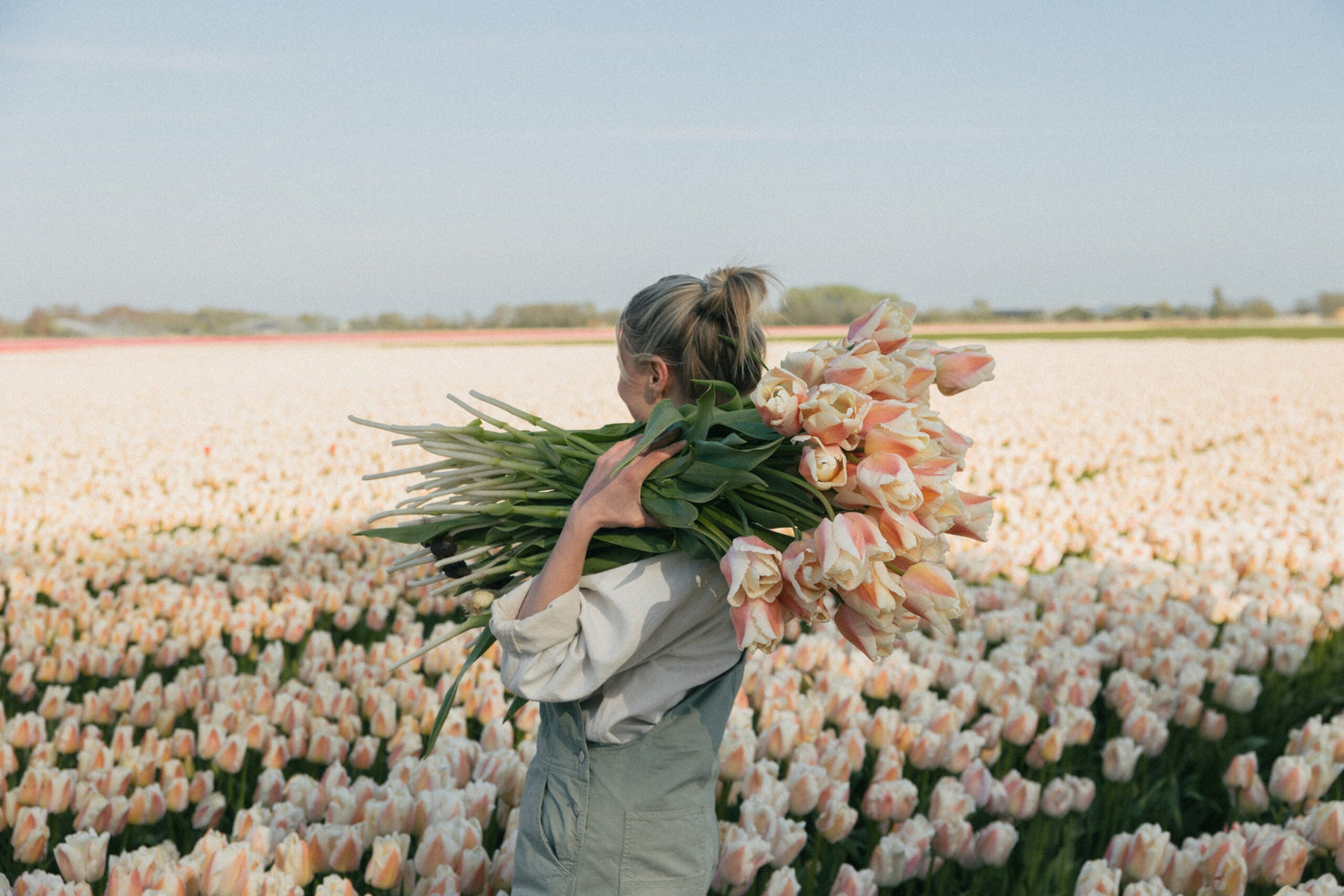 Tulip - Apricot Pride