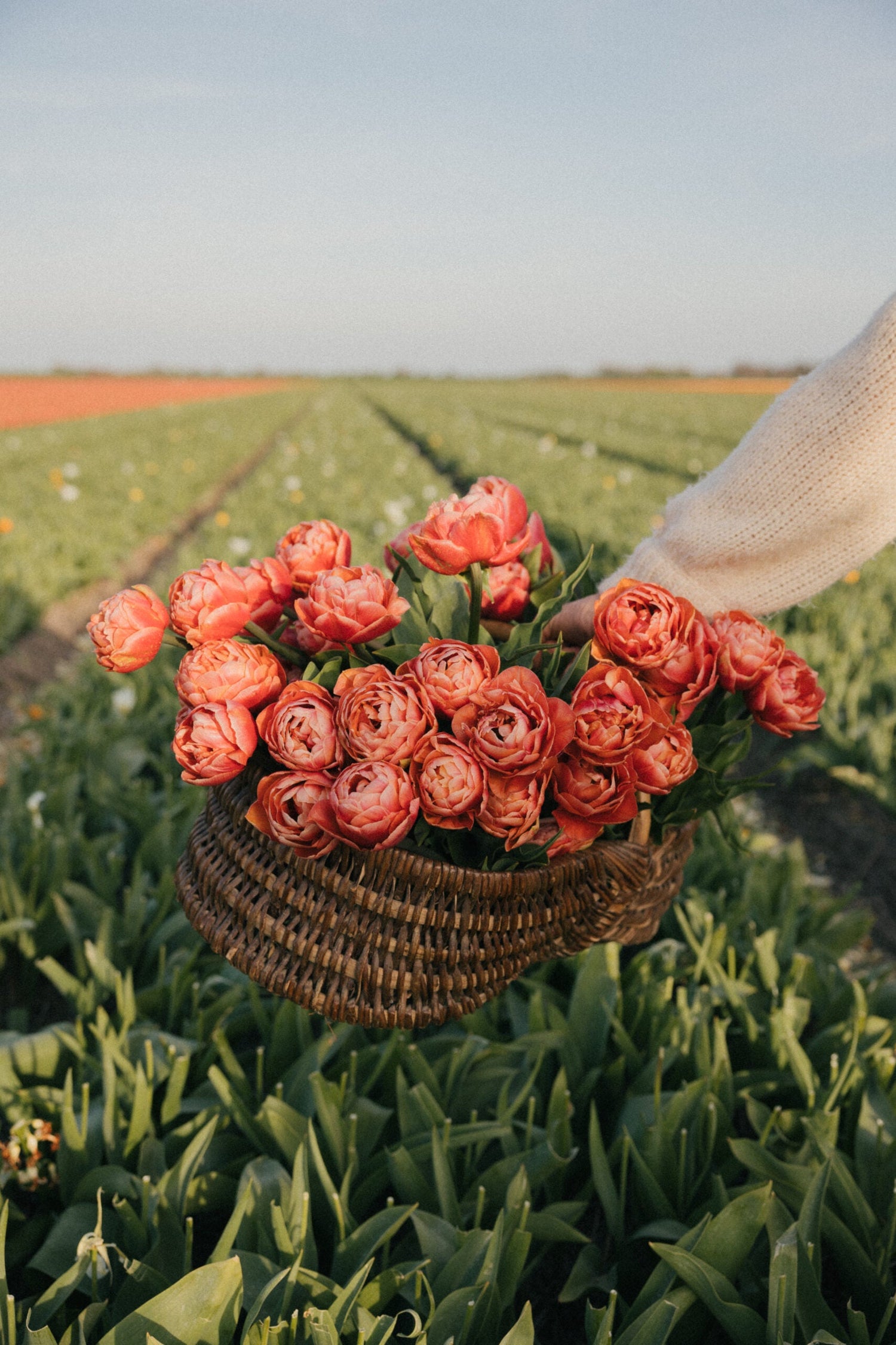 Tulip - Copper Image
