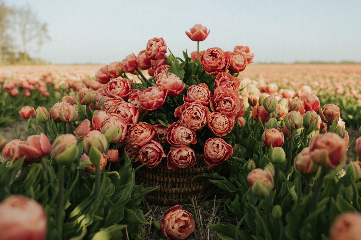 Tulip - Copper Image