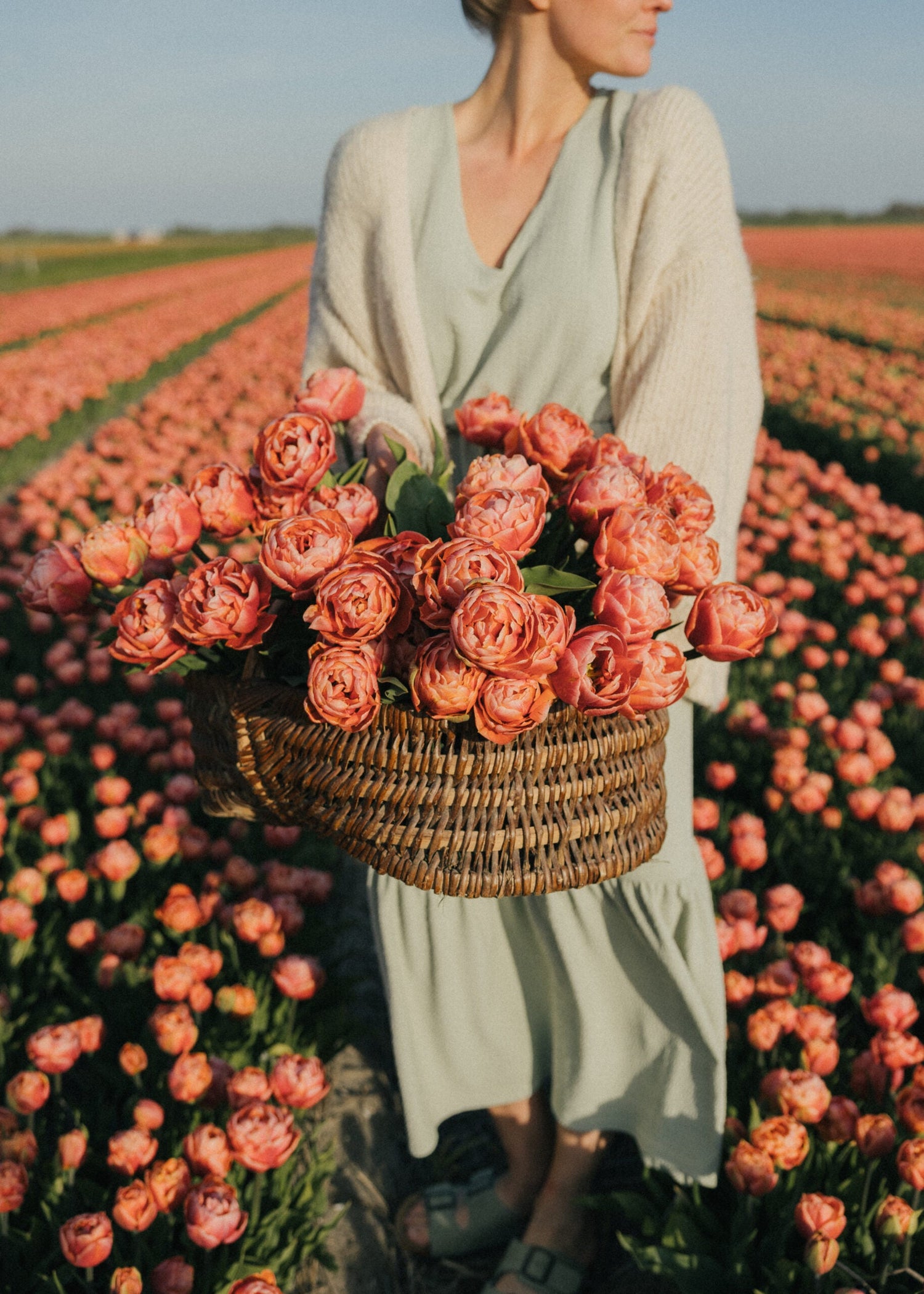 Tulip - Copper Image