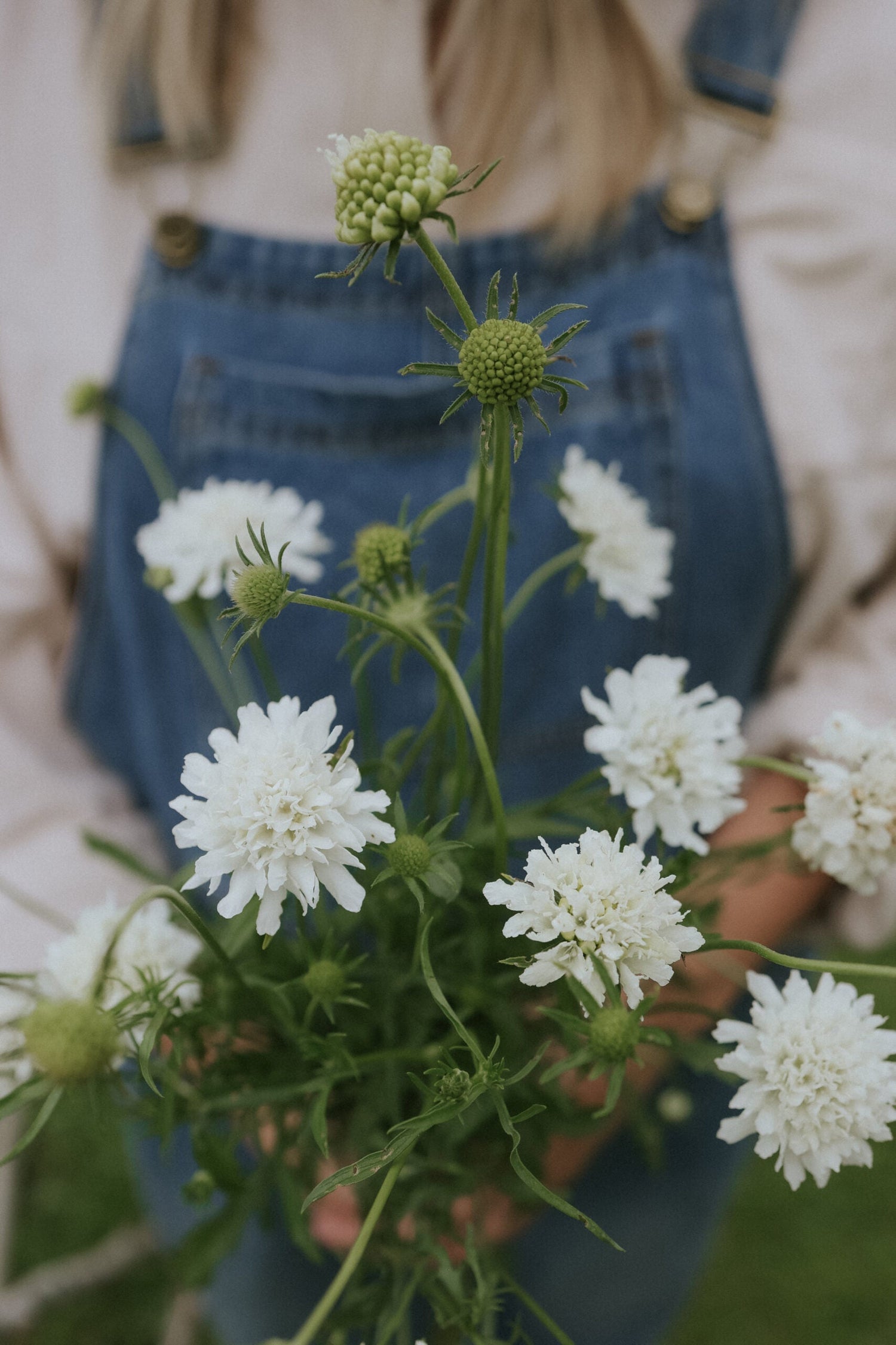 Praktvädd - Snowmaiden