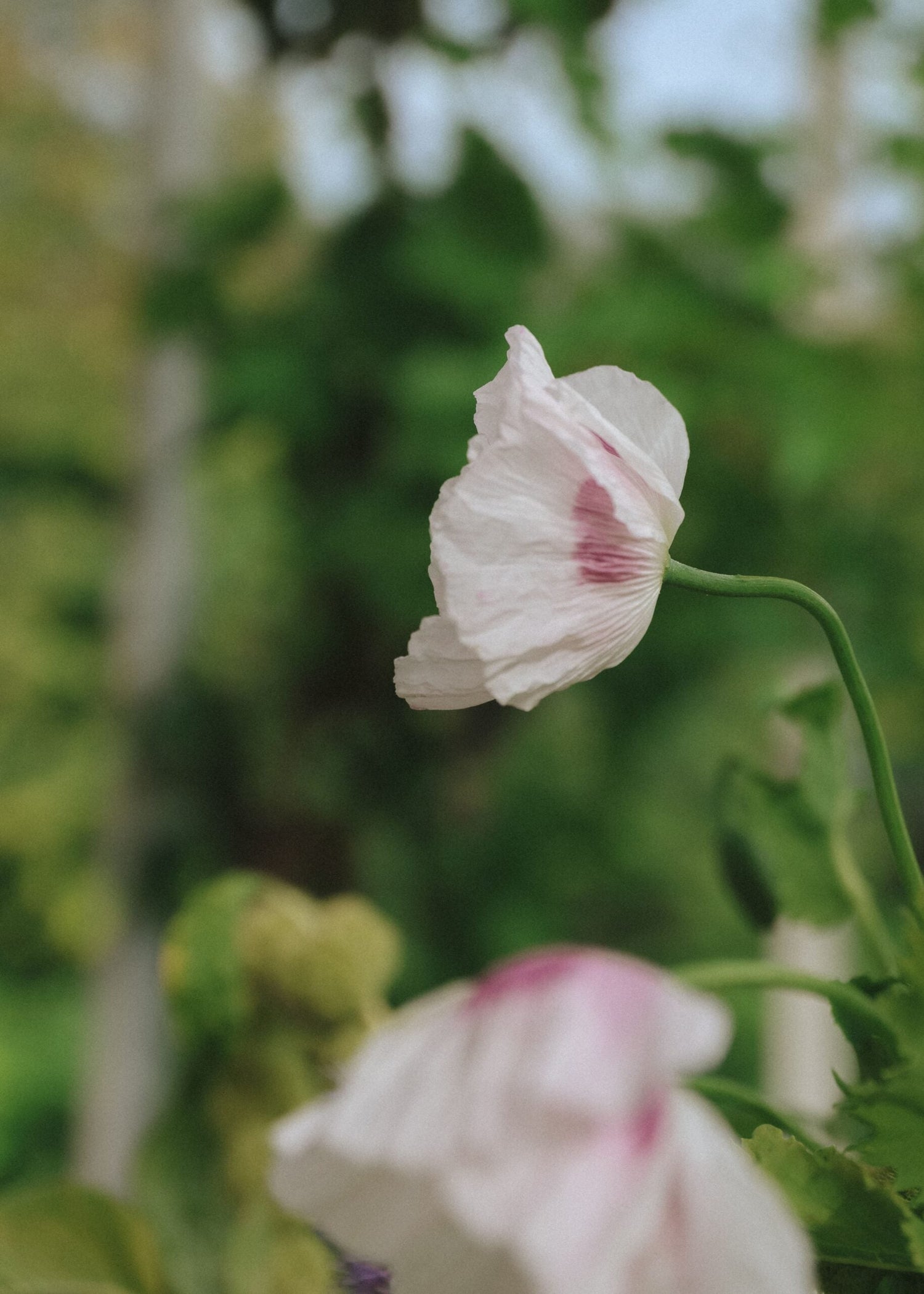 Enkel Vallmo - Bread seed poppy
