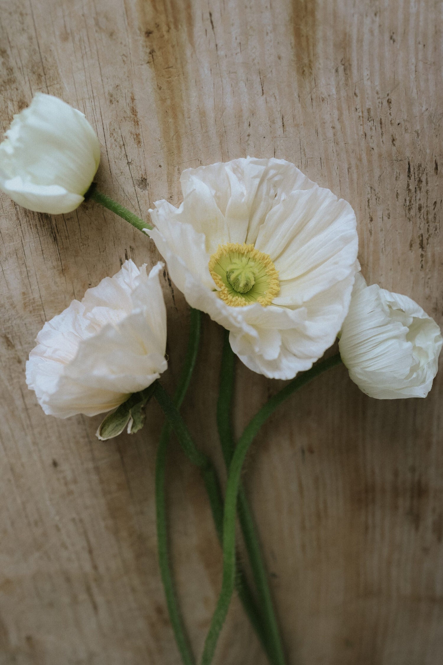 Iceland poppies - Champagne Bubbles White