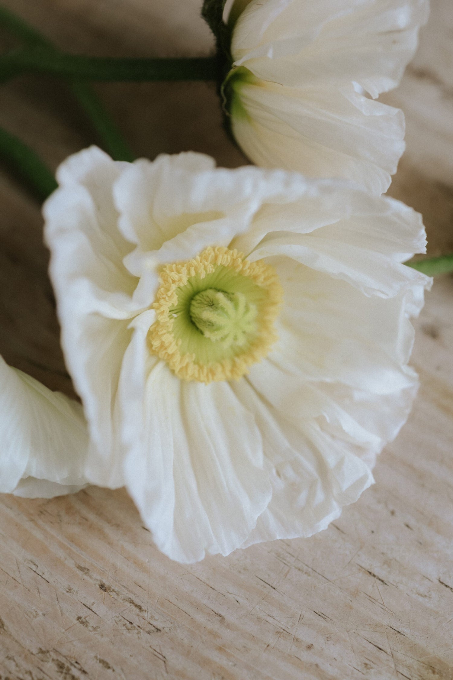 Iceland poppies - Champagne Bubbles White