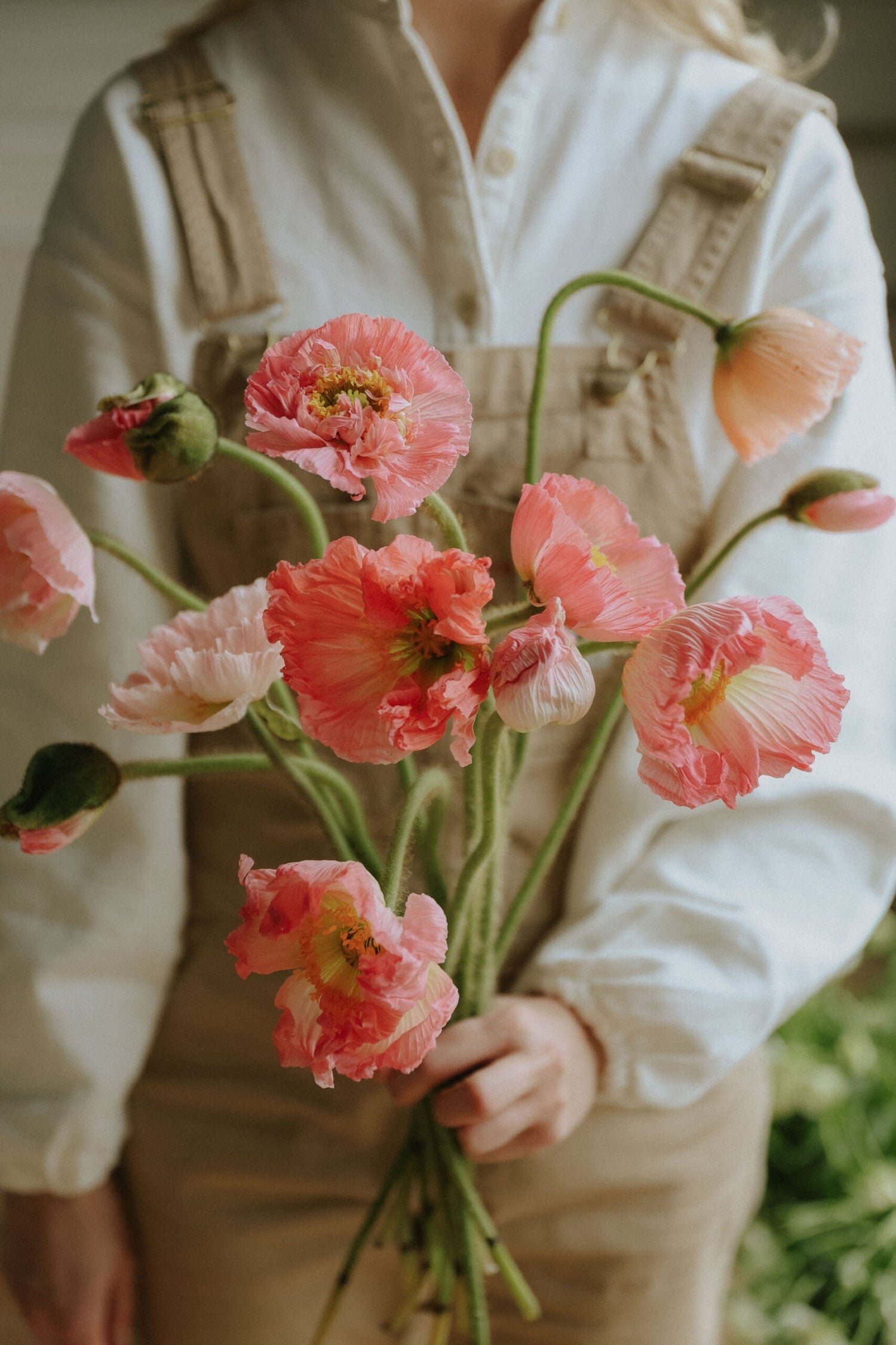 Artic Poppy - Ciclamino