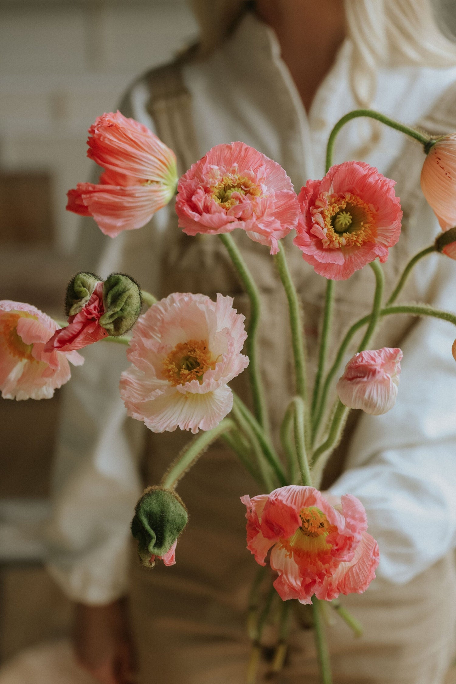 Sibirischer Mohn - Ciclamino