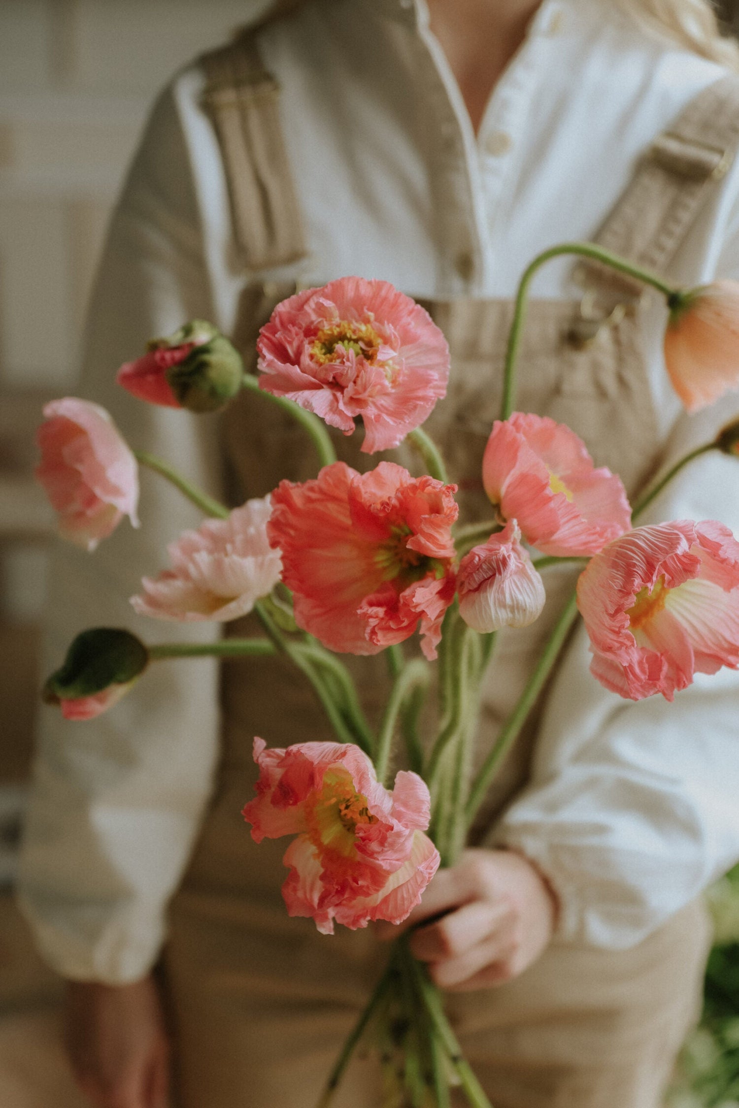 Artic Poppy - Ciclamino