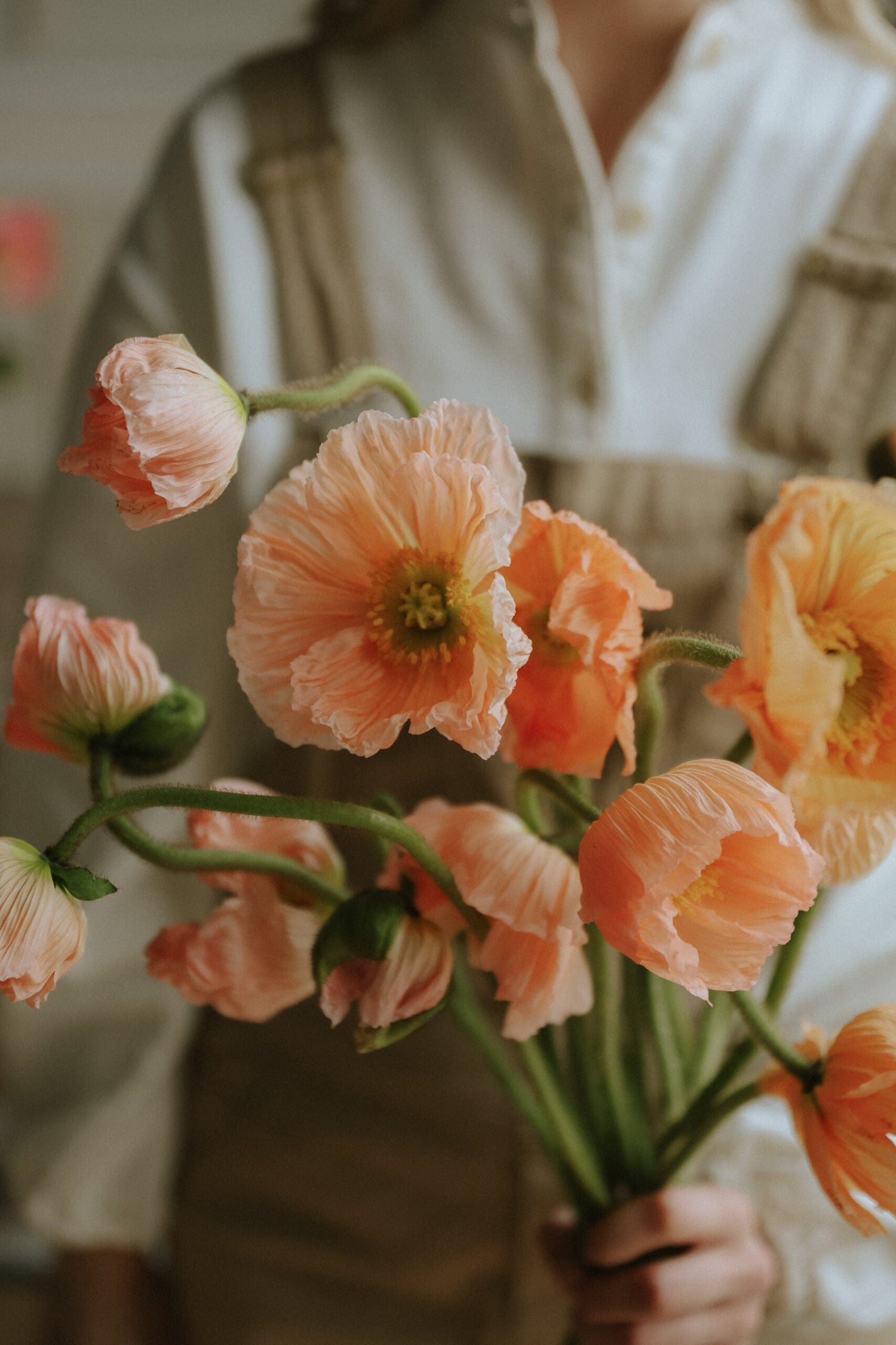 Artic Poppy - Corallo