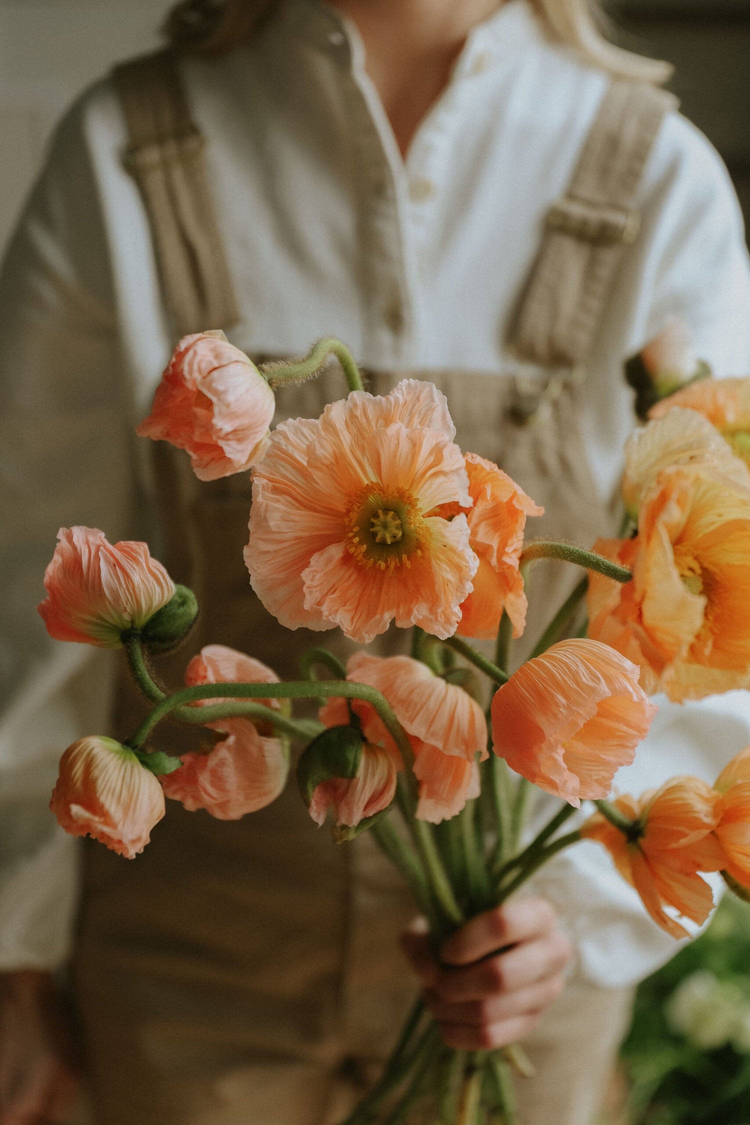 Sibirischer Mohn - Corallo
