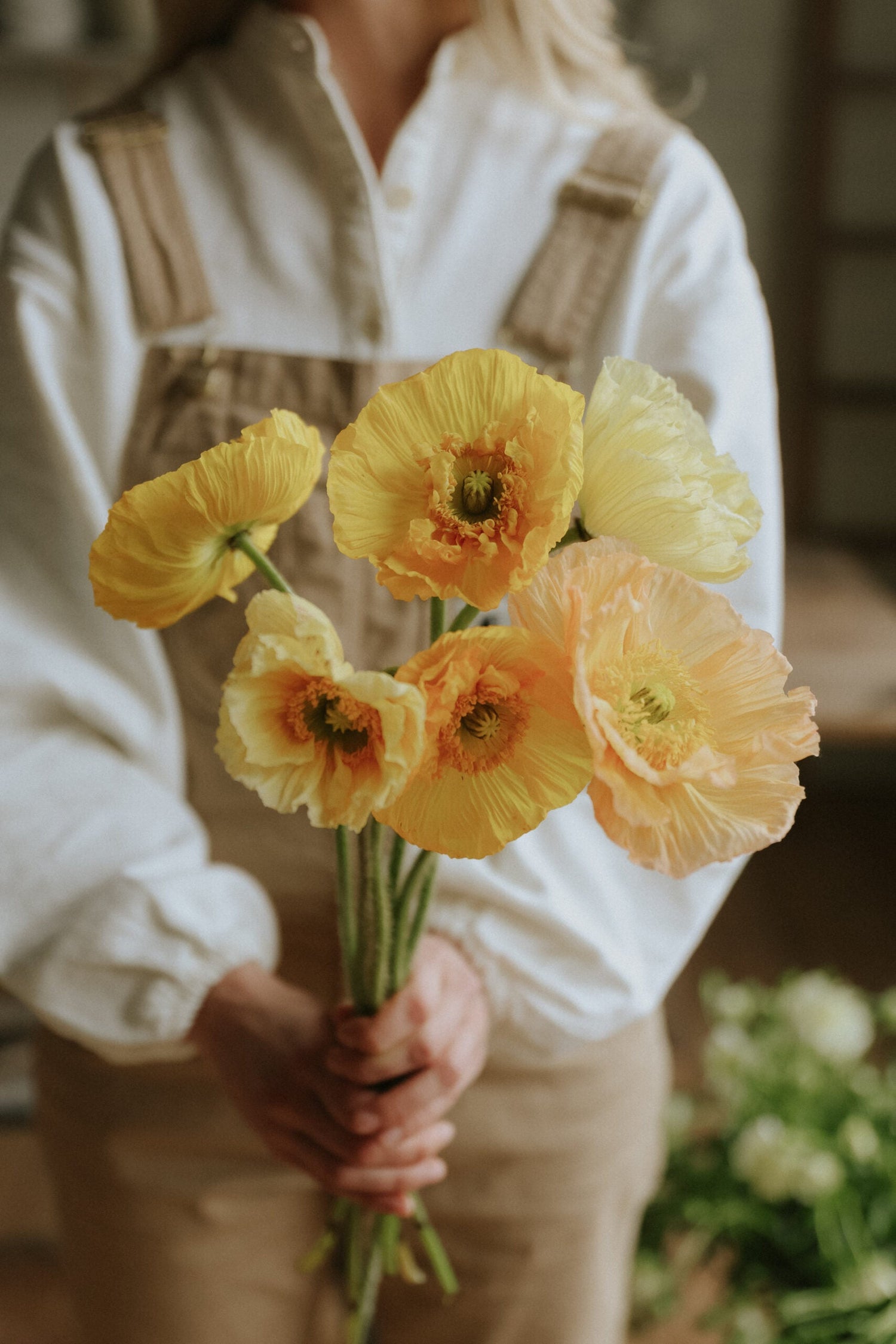 Sibirischer Mohn - Giallo Chiaro