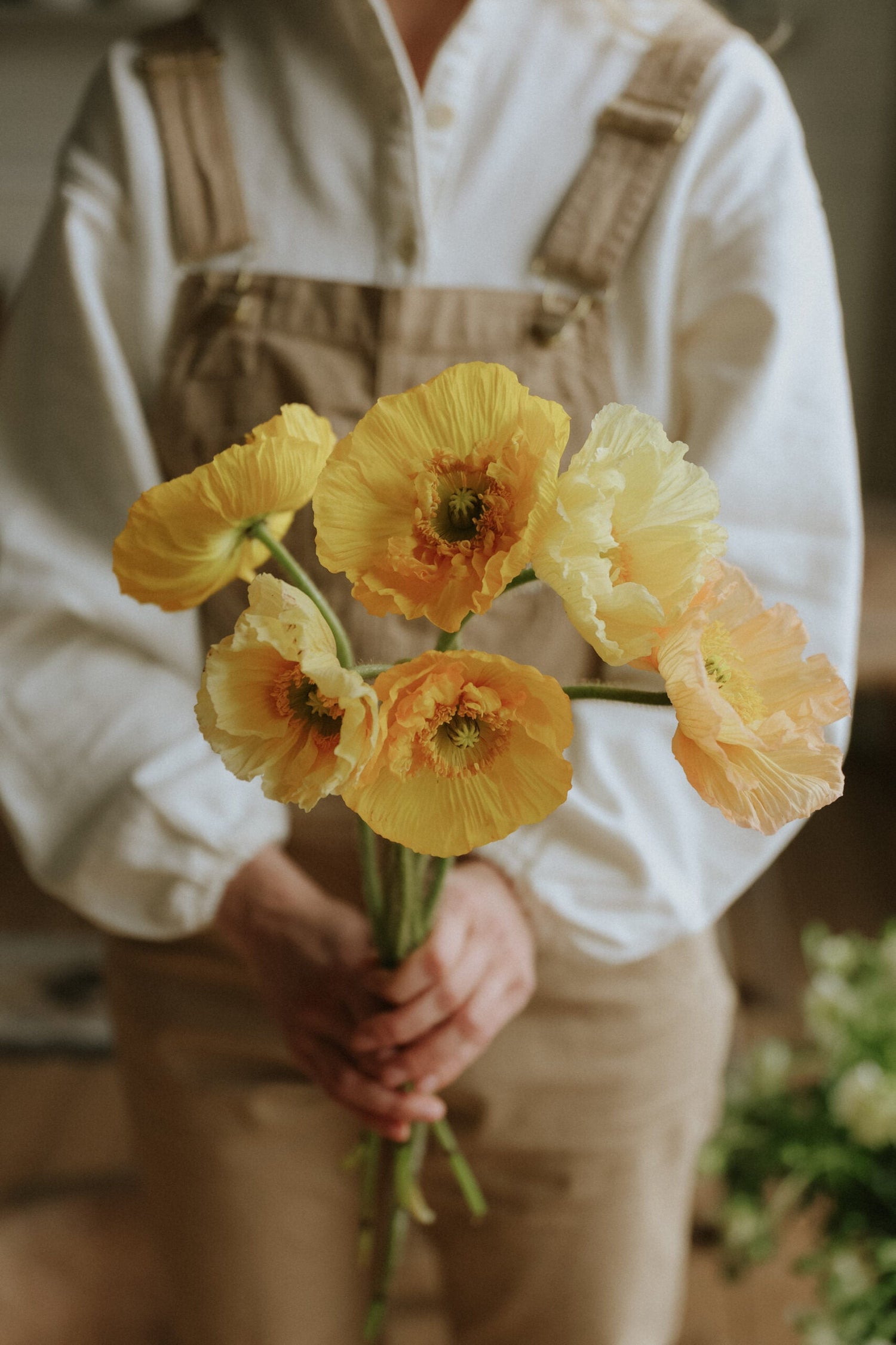 Artic Poppy - Giallo Chiaro