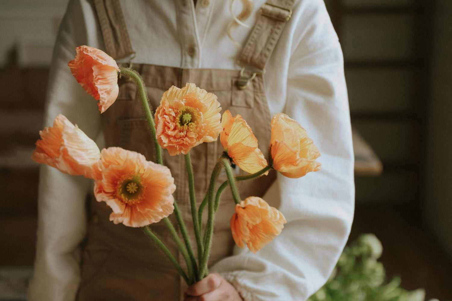 Sibirischer Mohn - Salmone