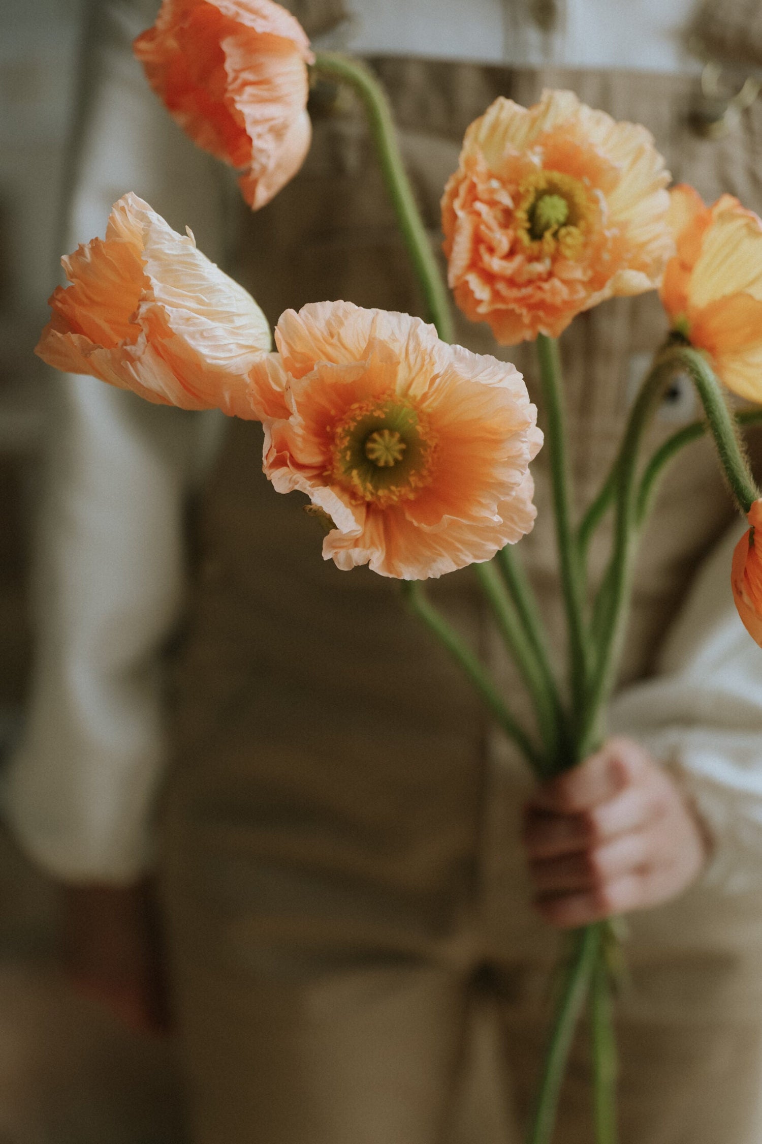 Artic Poppy - Salmone