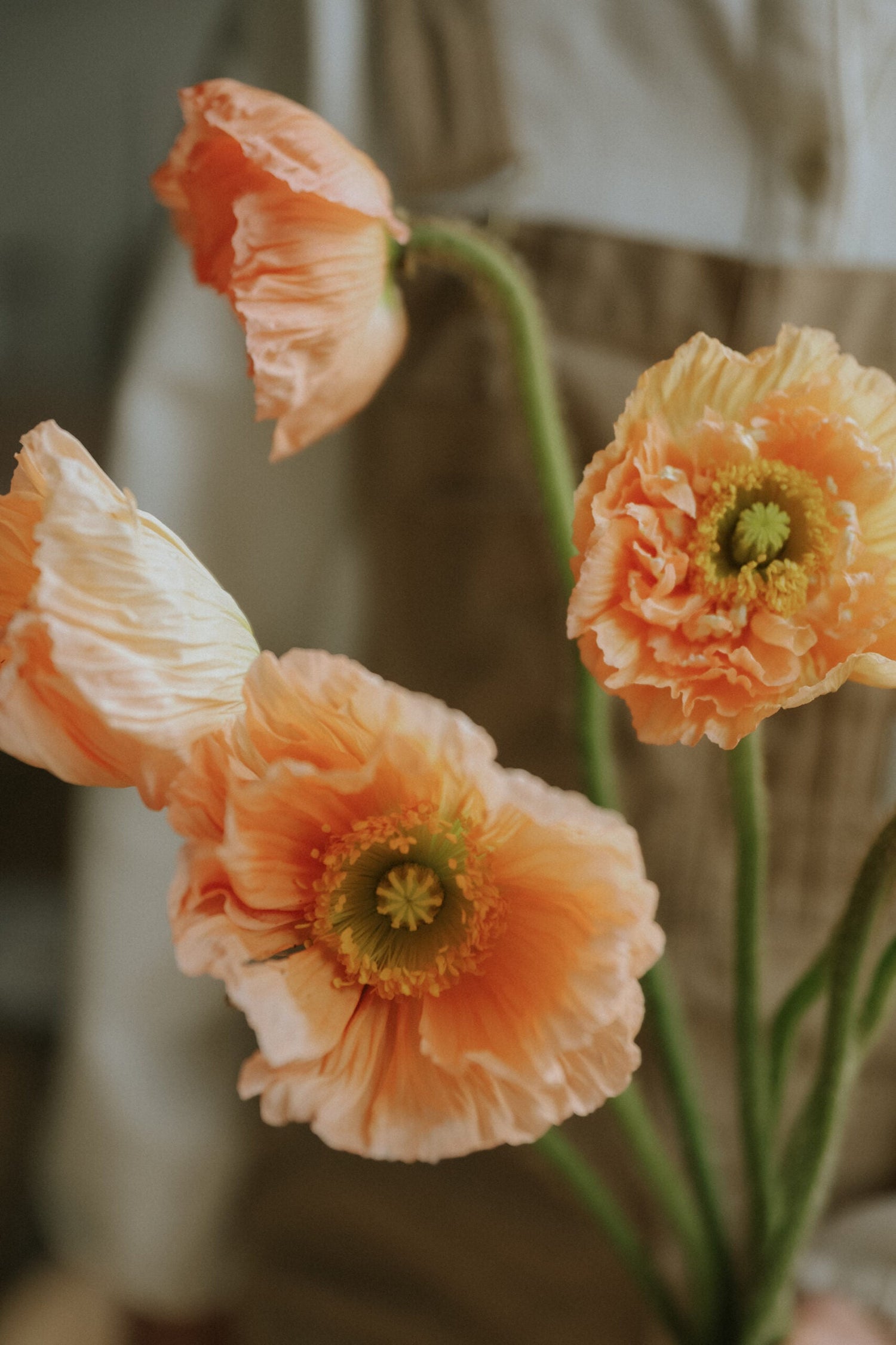 Sibirischer Mohn - Salmone