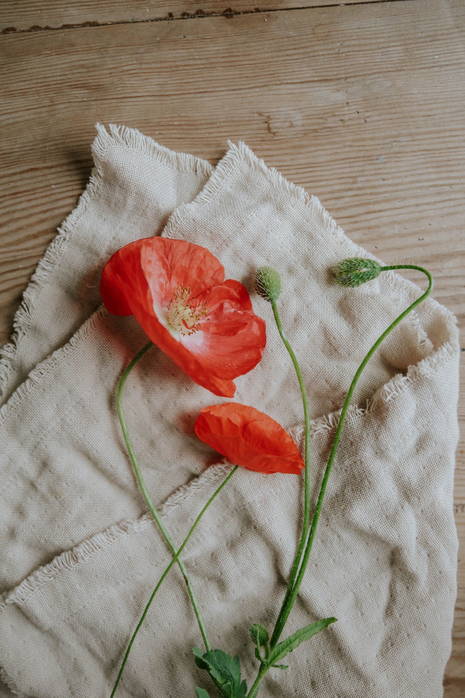 Vallmo - Single Red, English Poppy EKO