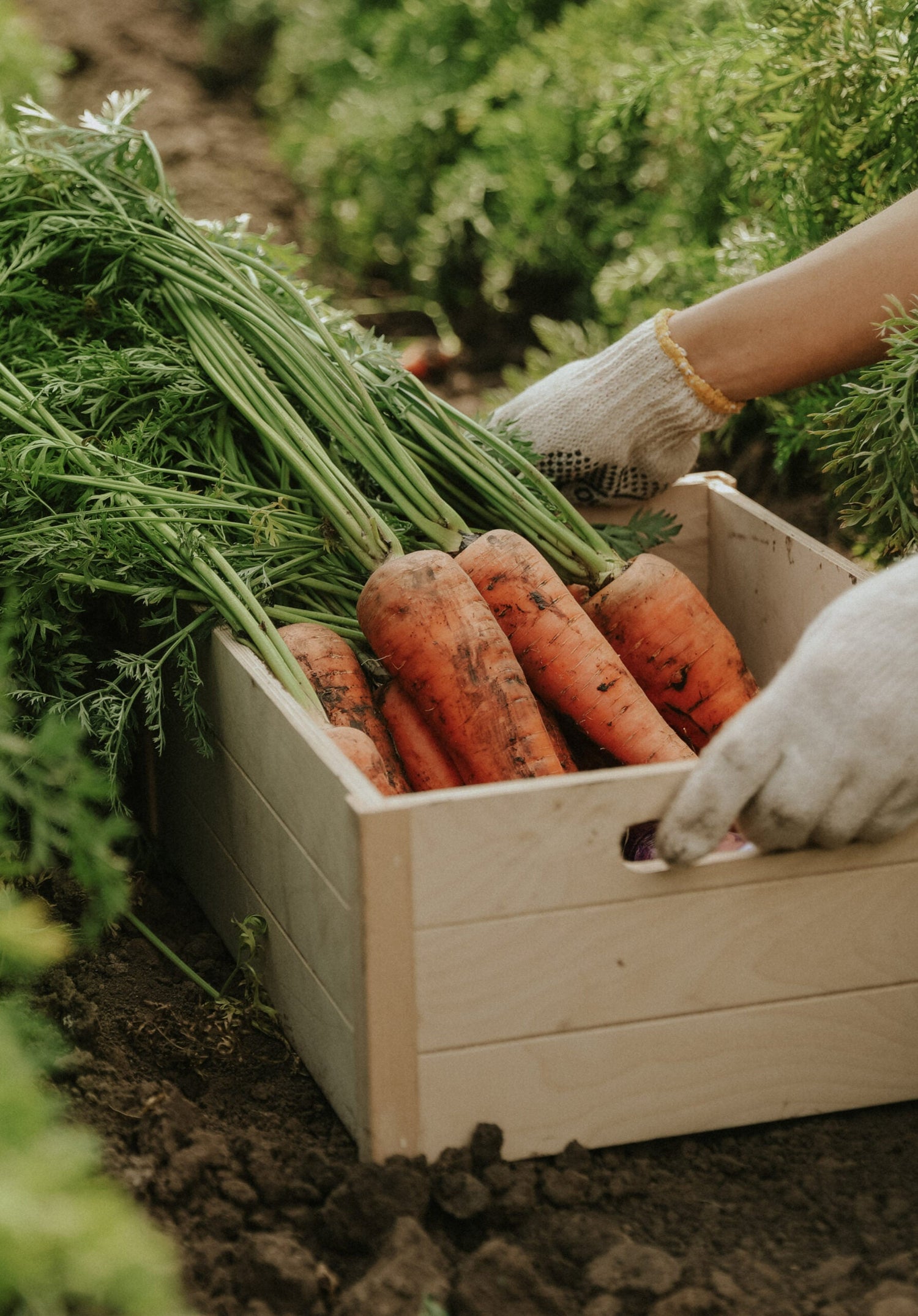 Winter Carrot - Flakkeese 2 ECO