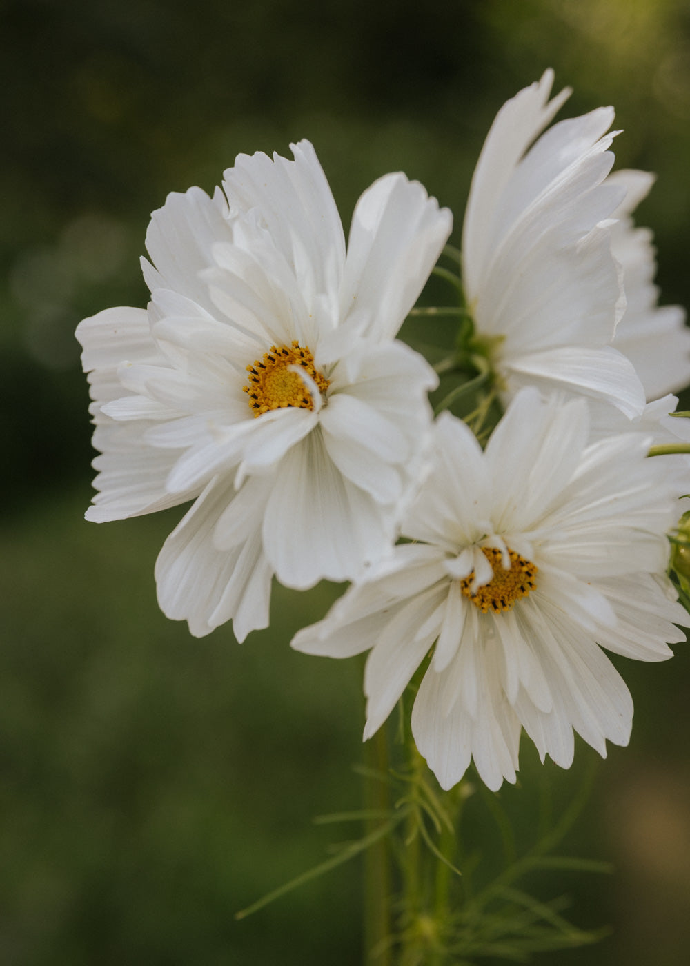 Cosmos - Fizzy White