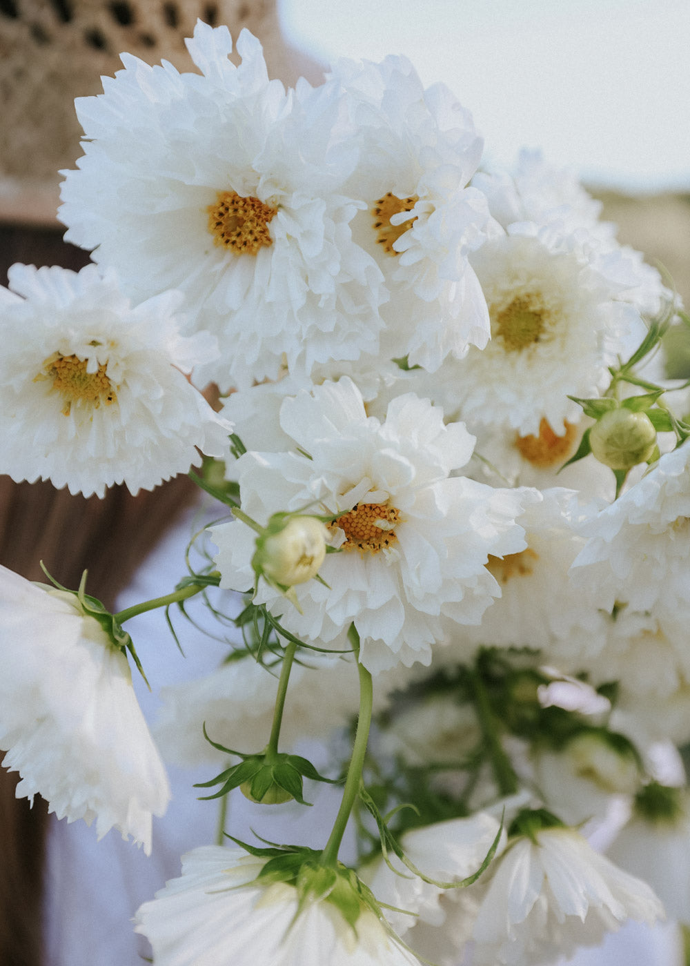 Cosmos - Double Click Snowpuff