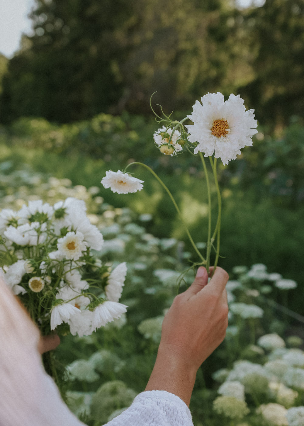 Cosmos - Double Click Snowpuff