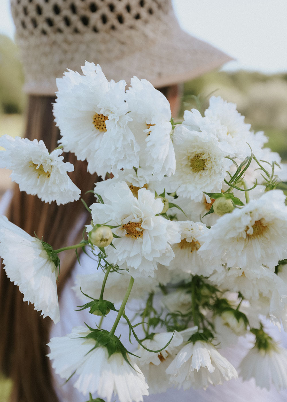 Cosmos - Double Click Snowpuff