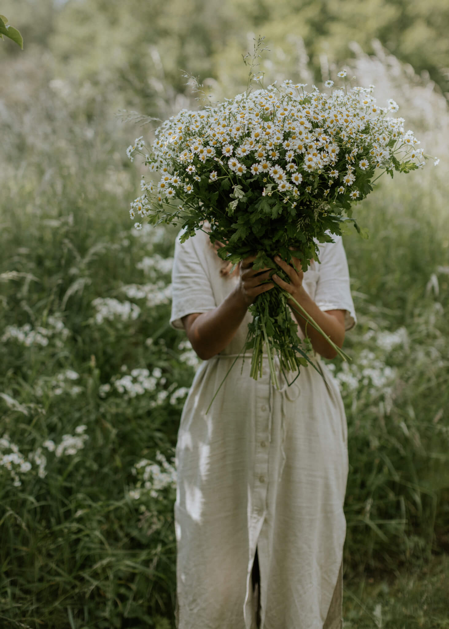 flower seeds germany German Chamomile seeds ECO