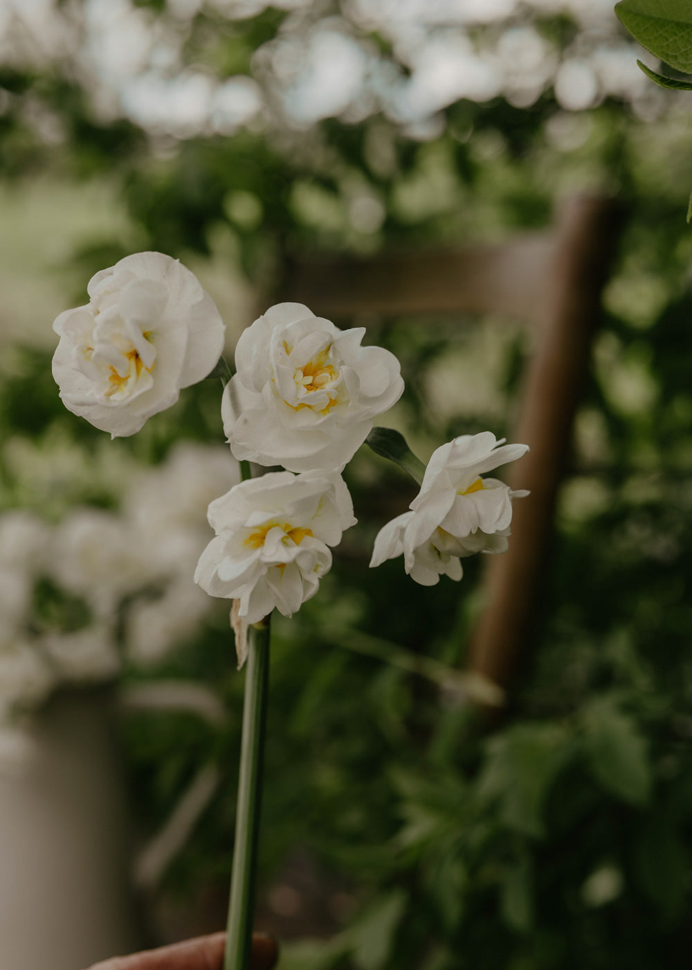 Narcissus - Bridal Crown