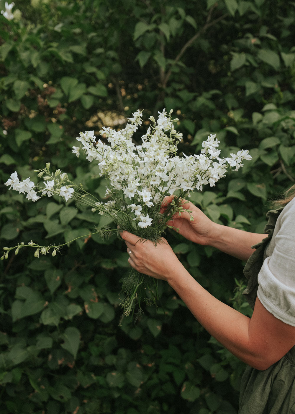 Larkspur - White King