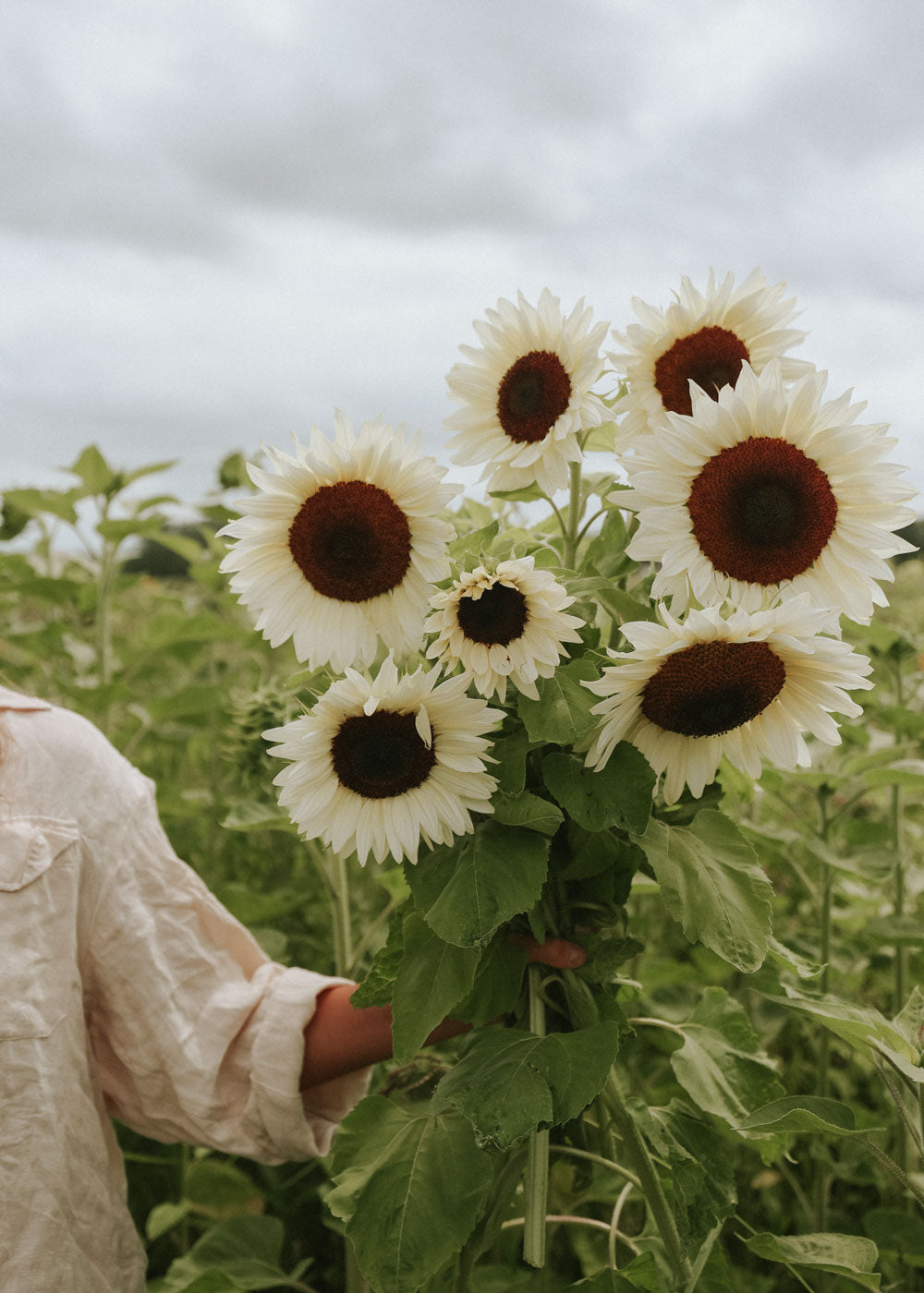 Solros - Pro Cut White Nite F1