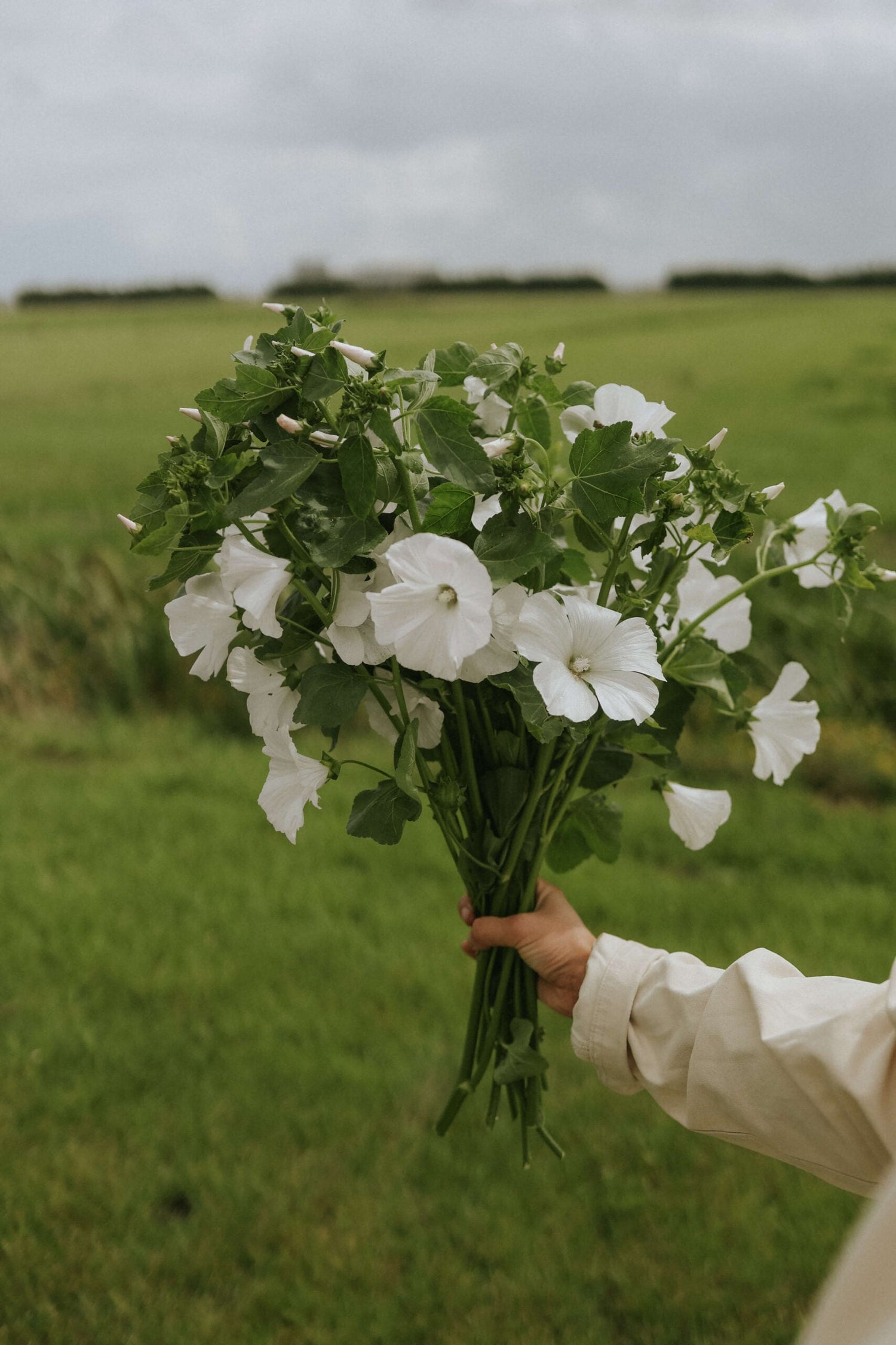 Sommarmalva - Mont Blanc