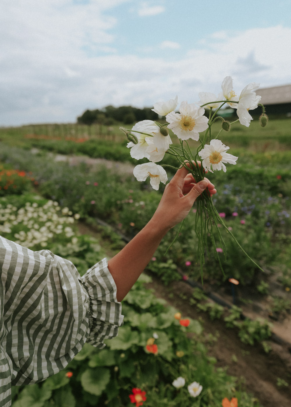 Vallmo - Bridal Silk