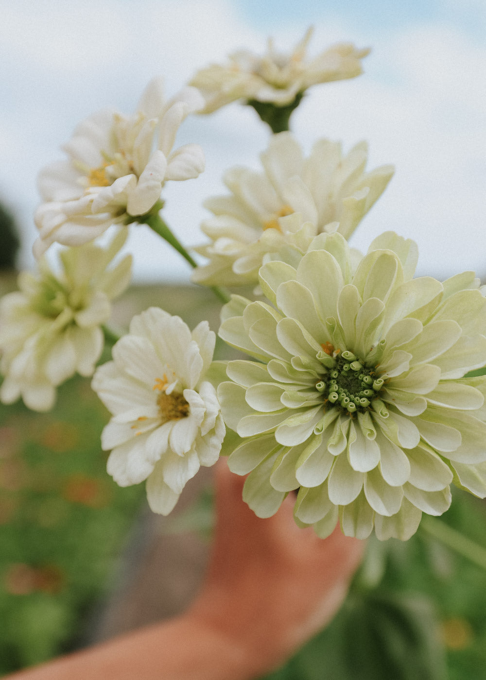 Zinnia - Dahl Flow Polar Bear