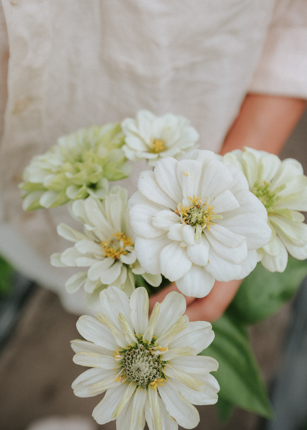 Zinnia - Dahl Flow Polar Bear