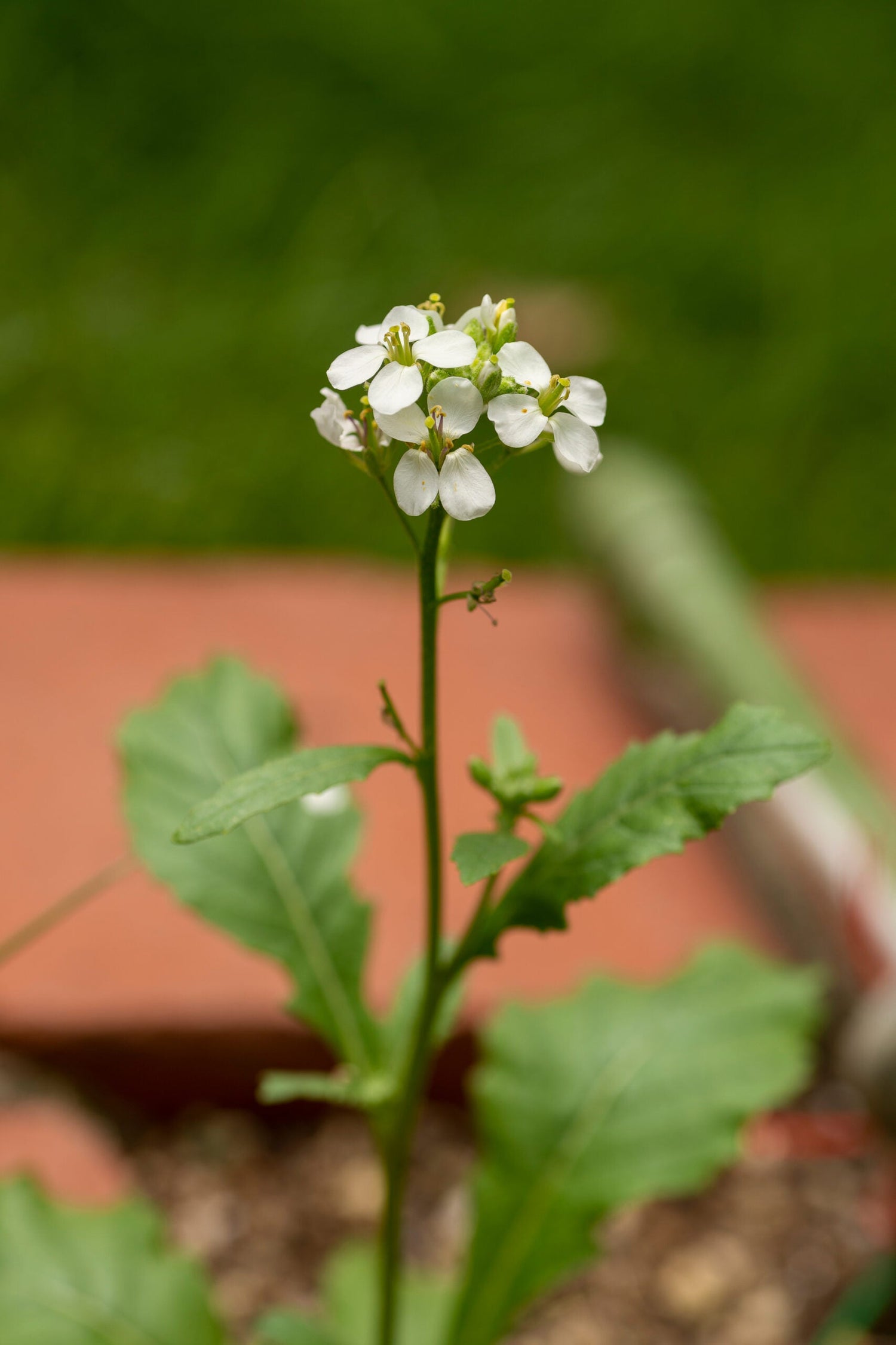 Wasabi-Ruccola - Wildfire