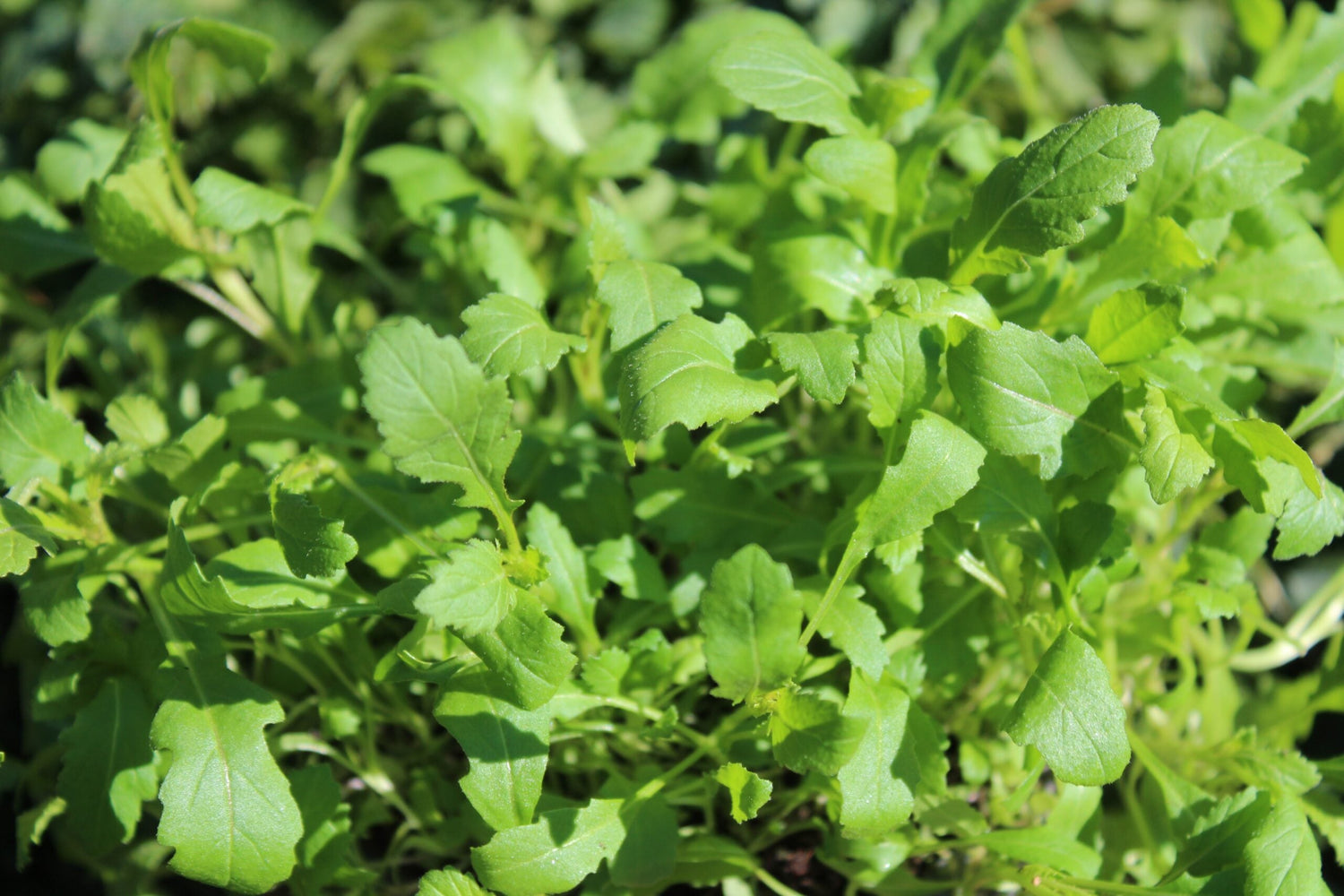 Wasabi-Ruccola - Wildfire