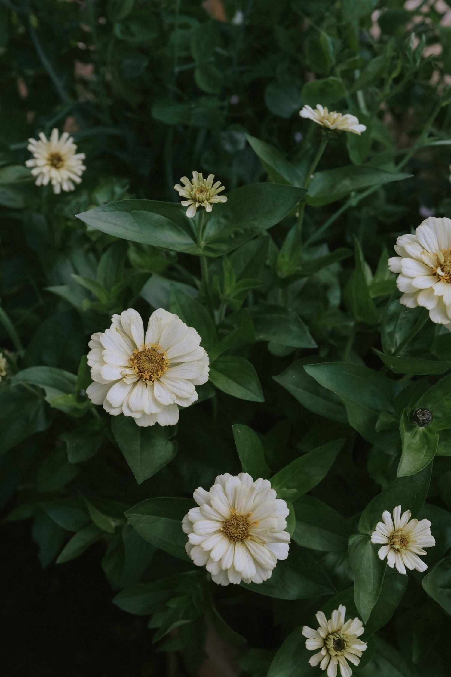 Zinnia - Elegans Profusion Double White