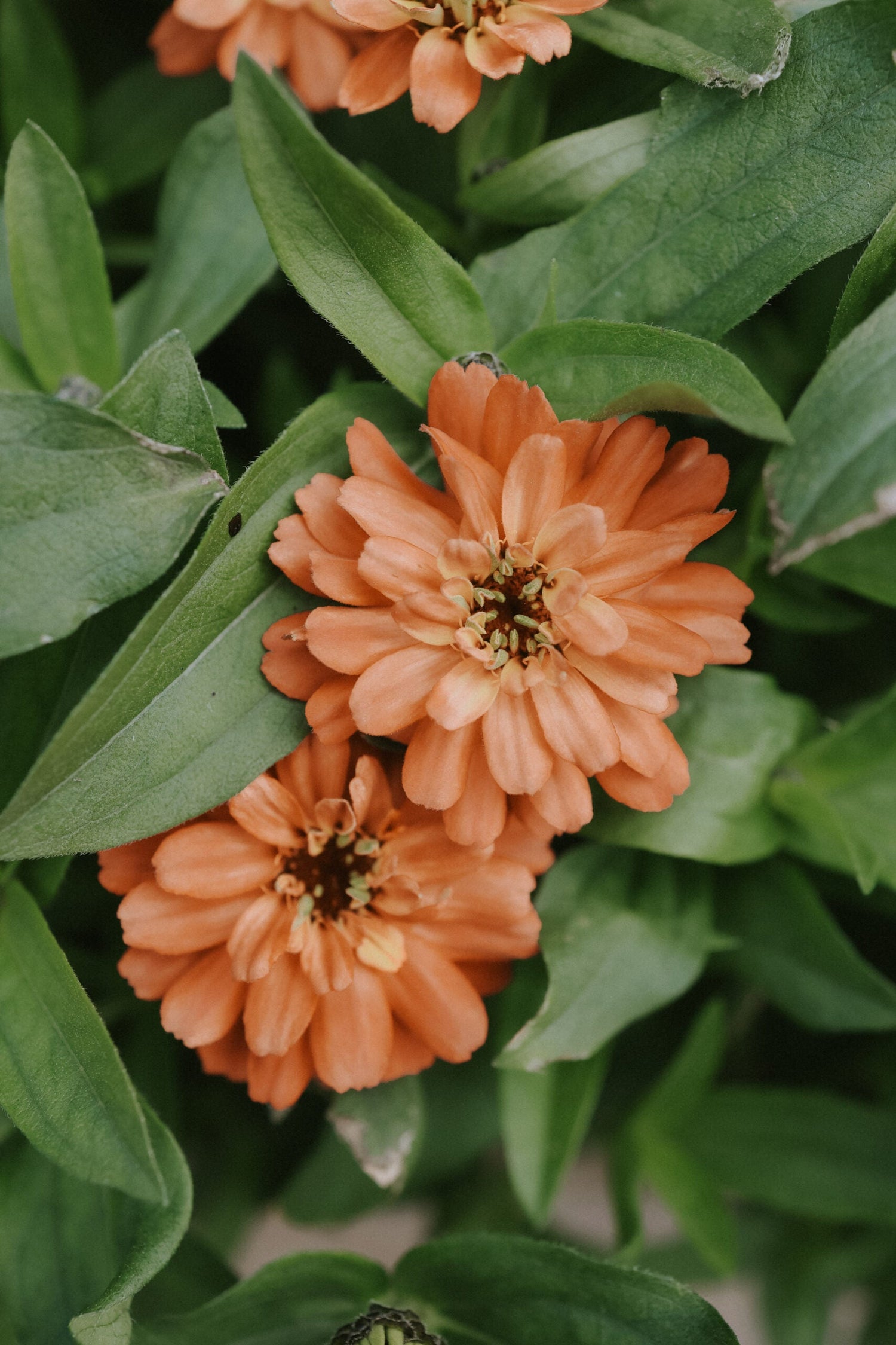 Zinnia - Profusion Apricot
