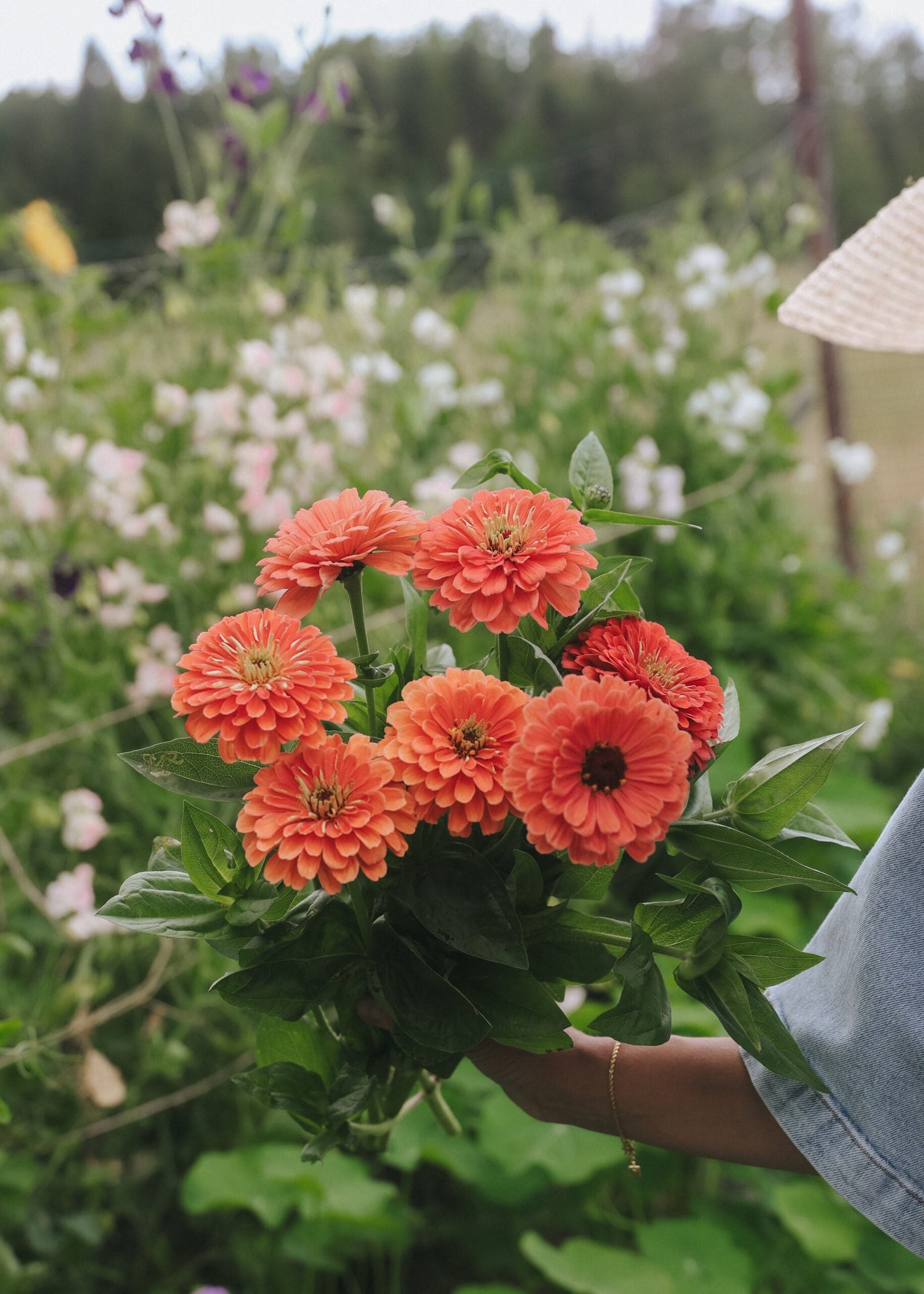 Zinnia - Benary's Giant Salmon Rose