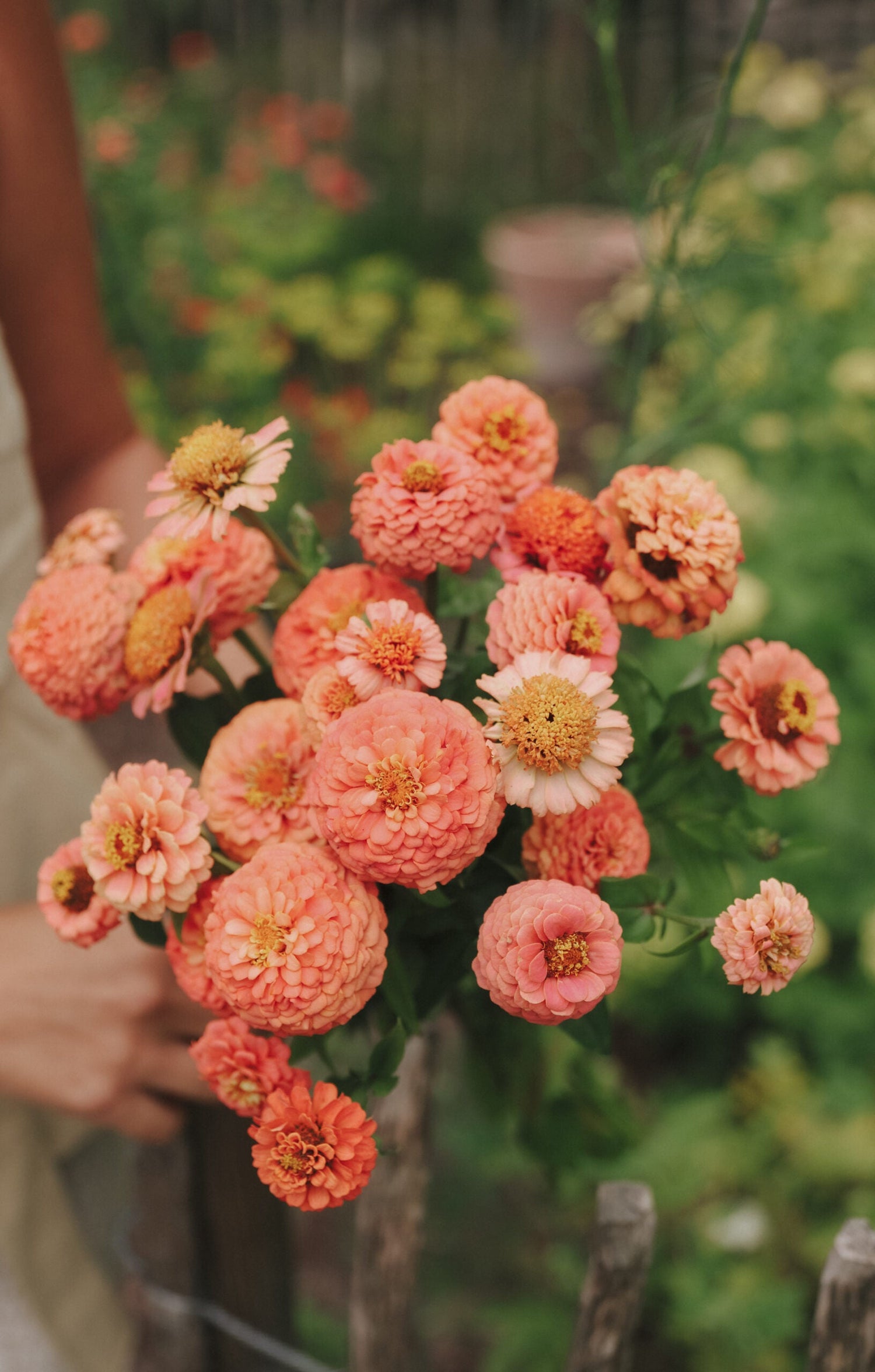 Zinnia - Bellini Peach Mix