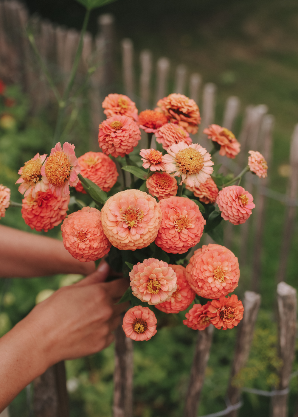 Zinnia - Bellini Peach Mix