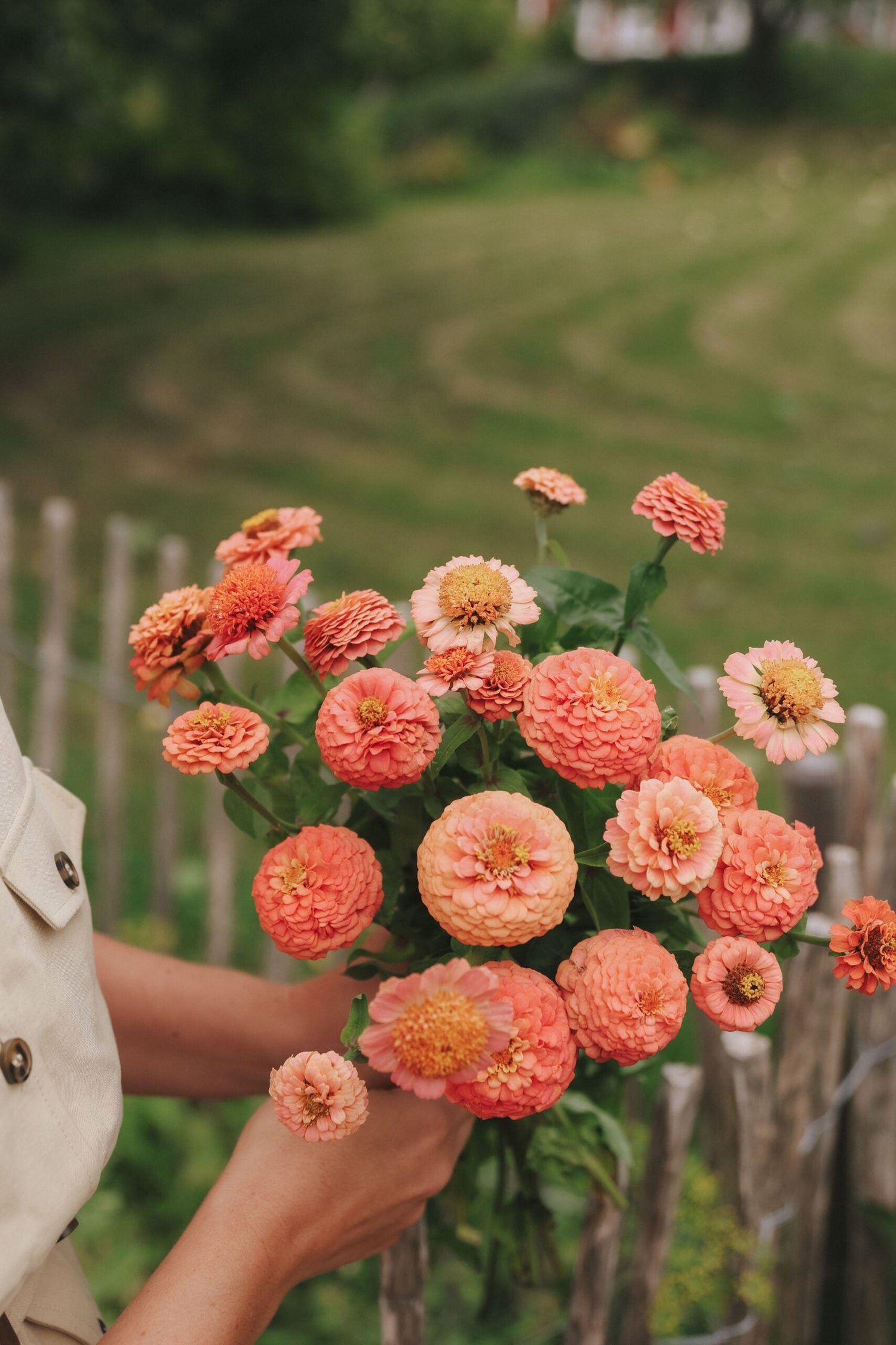Zinnia - Bellini Peach Mix
