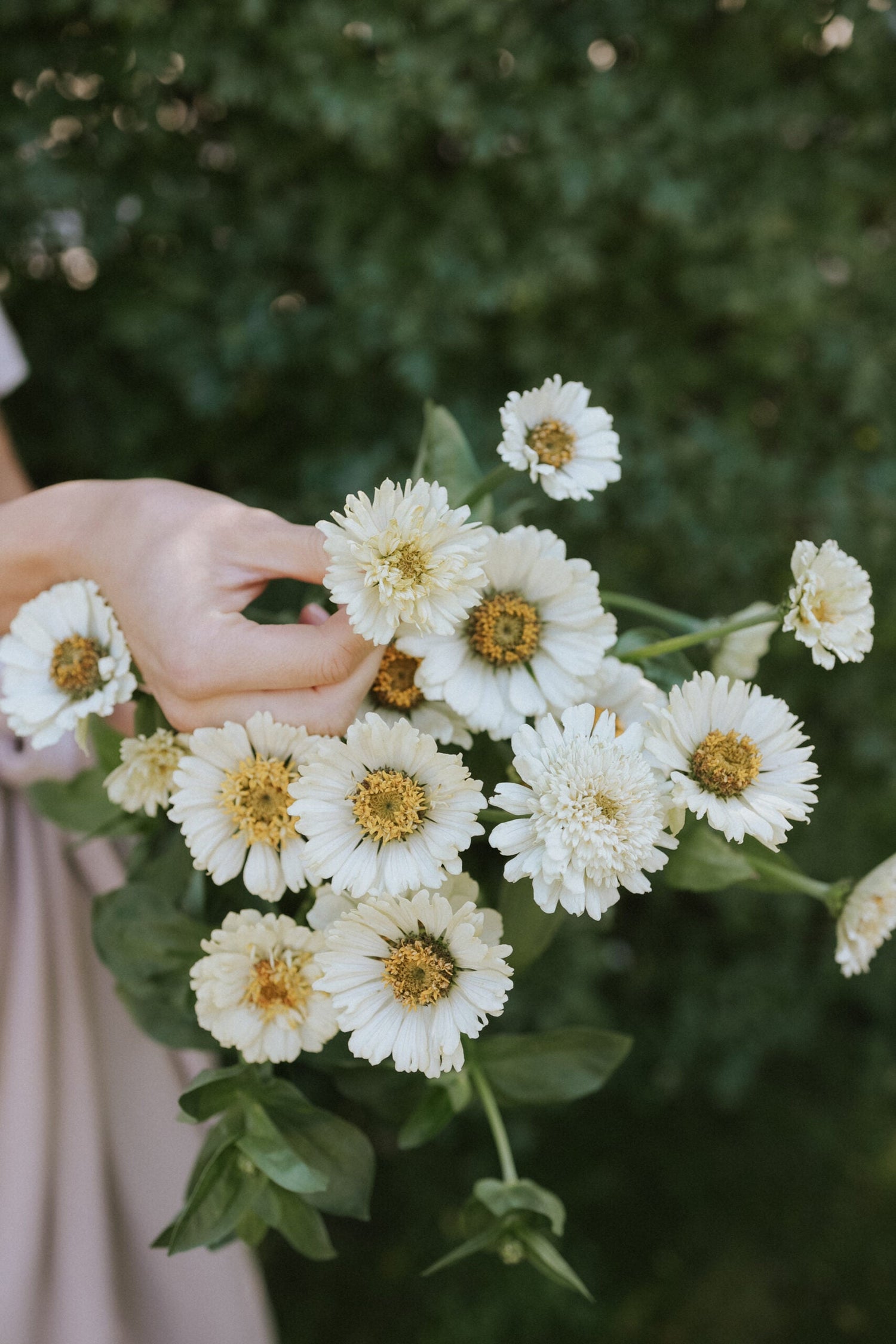 Zinnia - Cresto! Cream