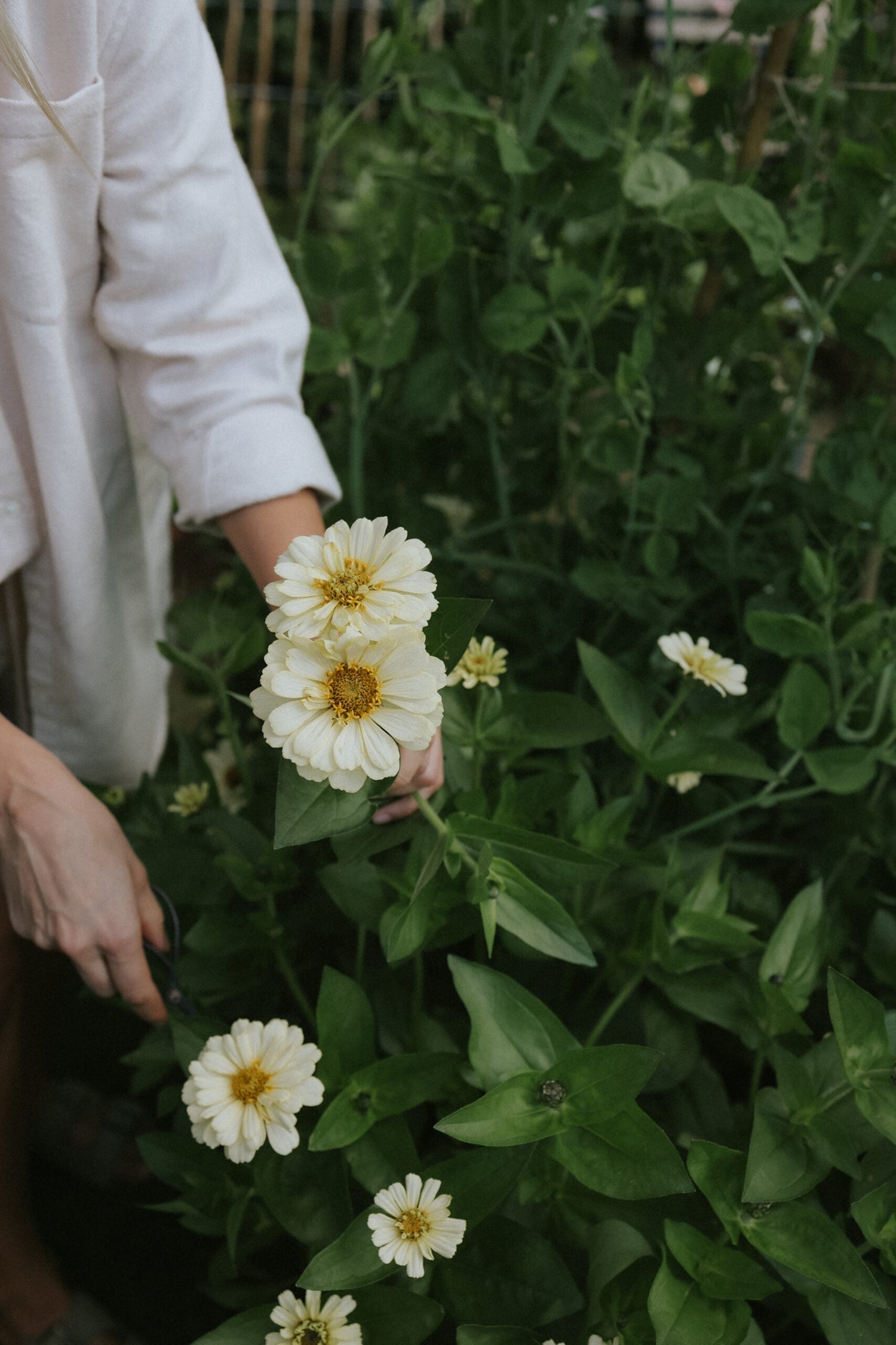 Zinnia - Dreamland Ivory