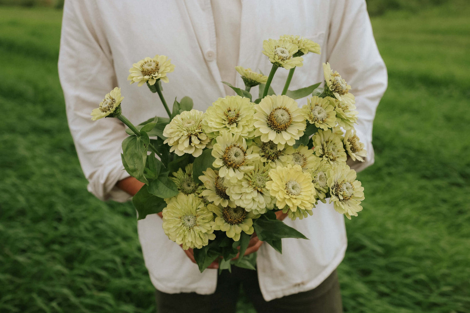 Zinnia - Dahl Flow Envy